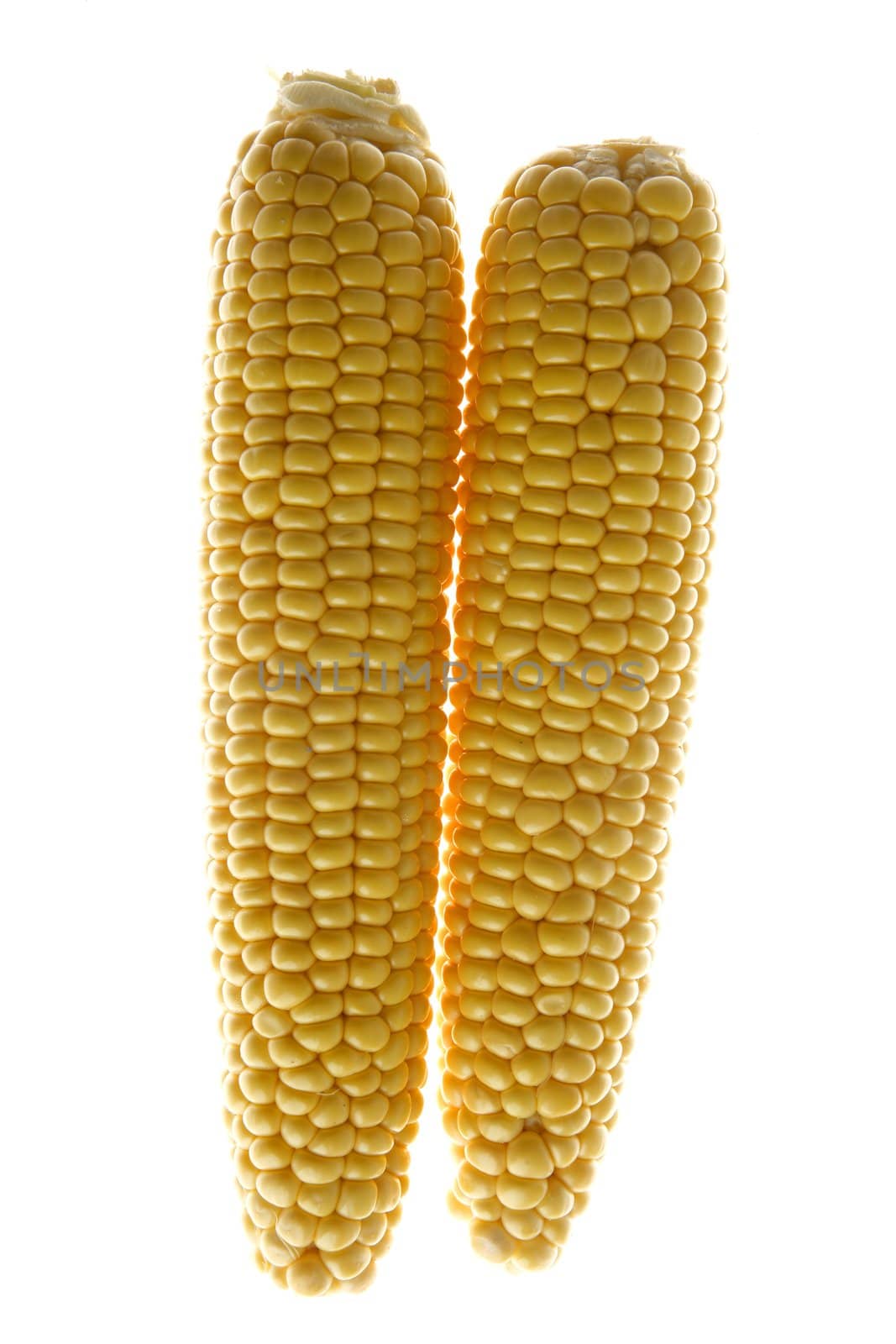 Two yellow corn cobs with strong back light, over white