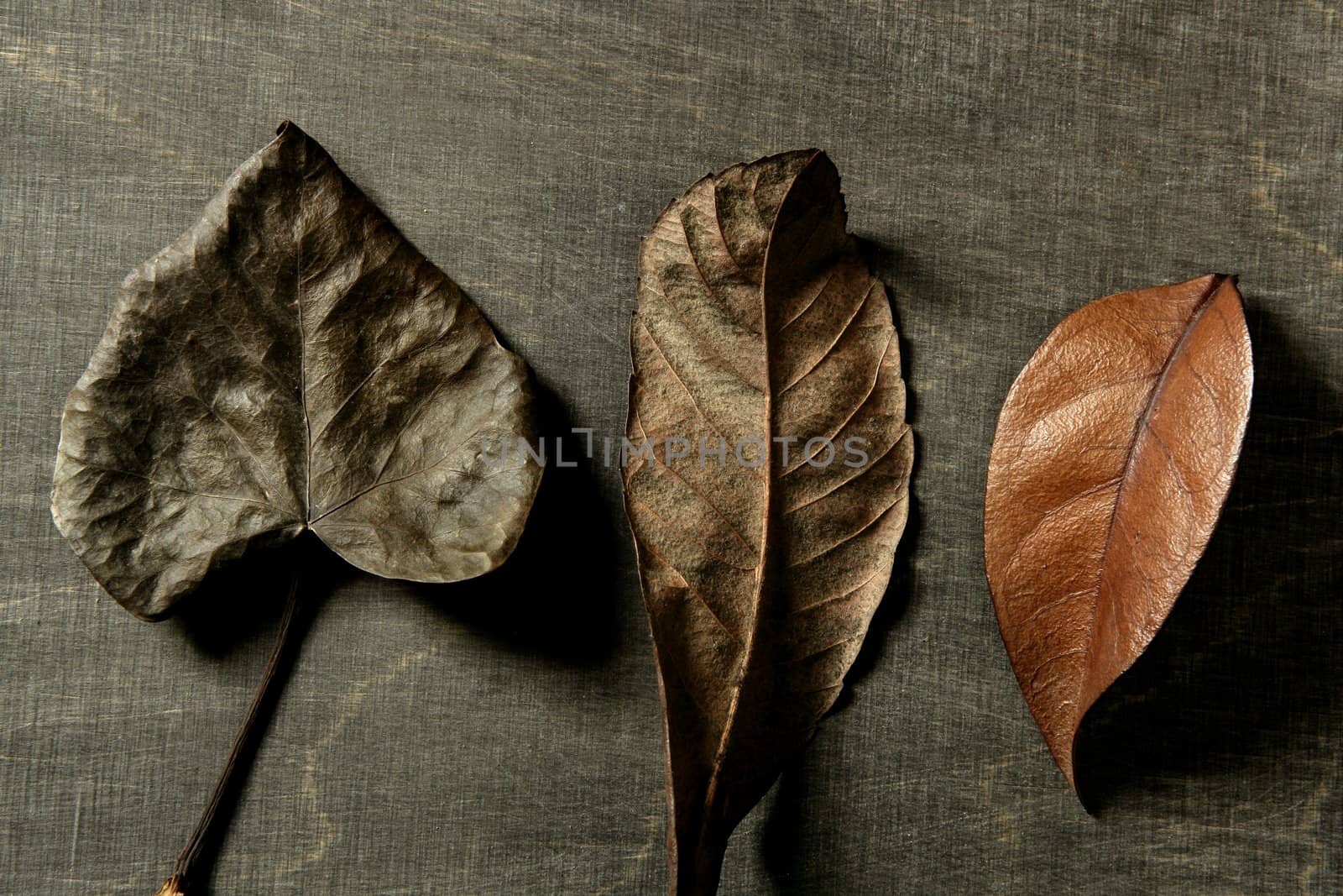 Still of autumn leaves, dark wood background, fall image by lunamarina