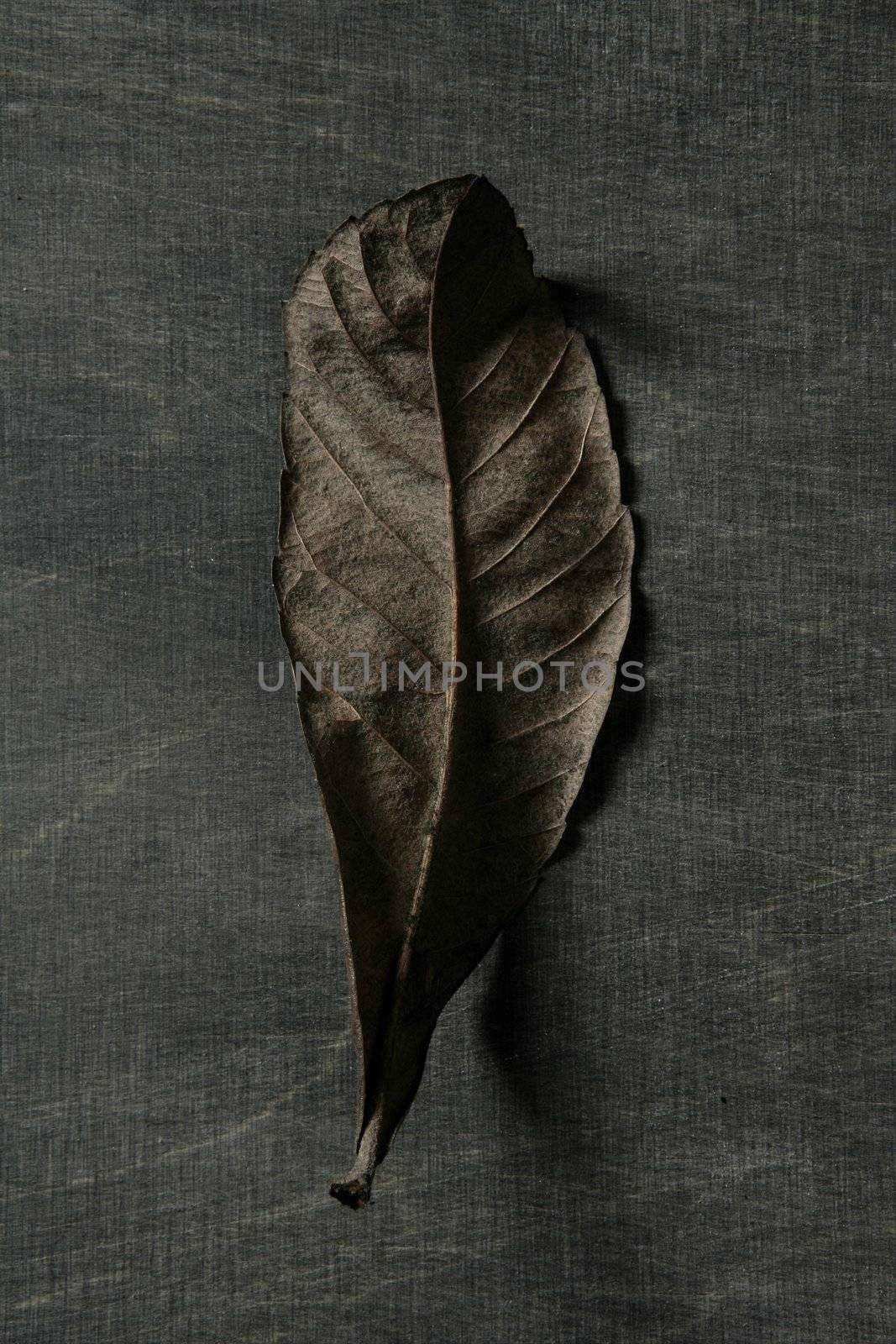 Autumn leaf in warm dark background and , low key image