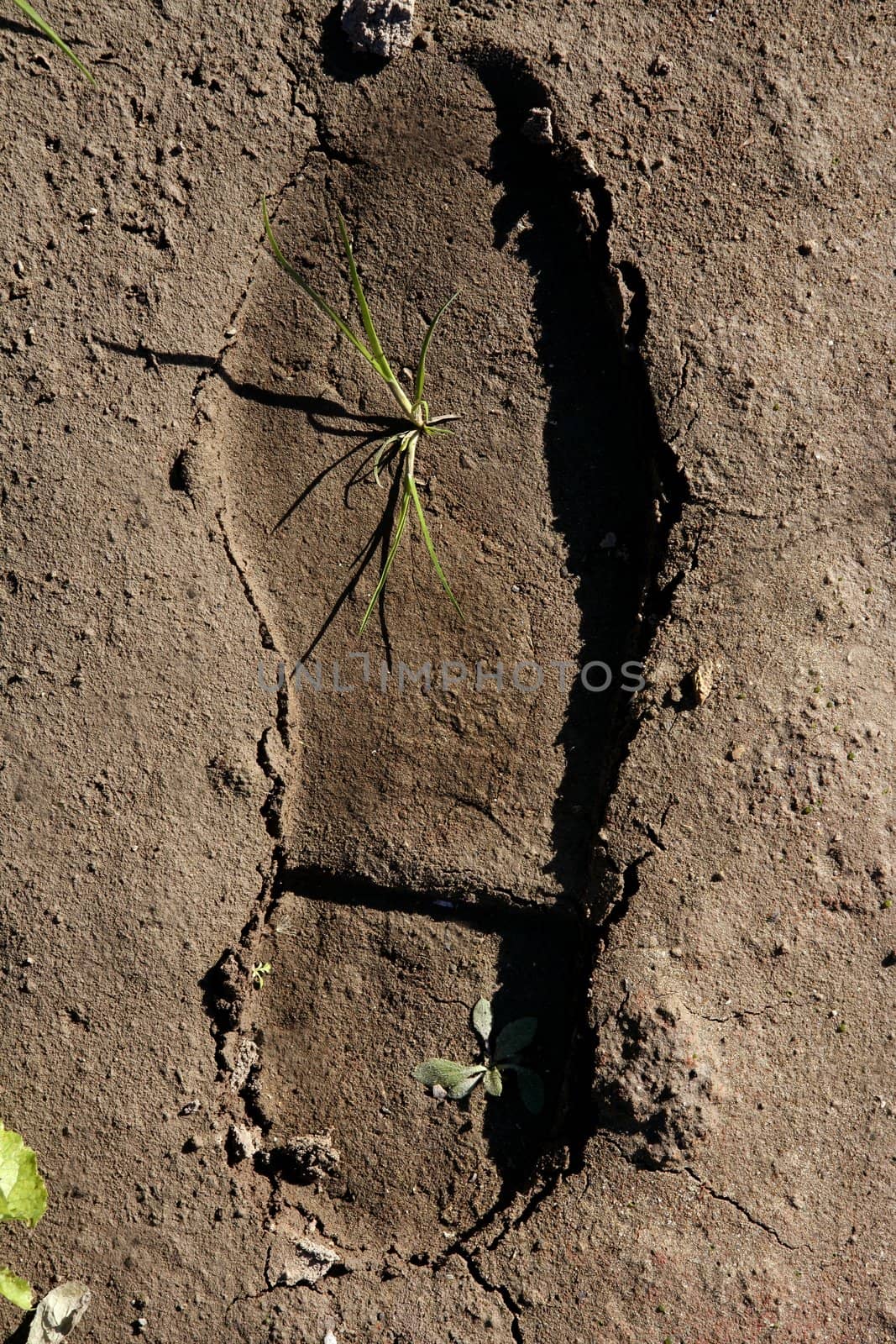 human footprint in a clay floor, plant growing inside, new born.