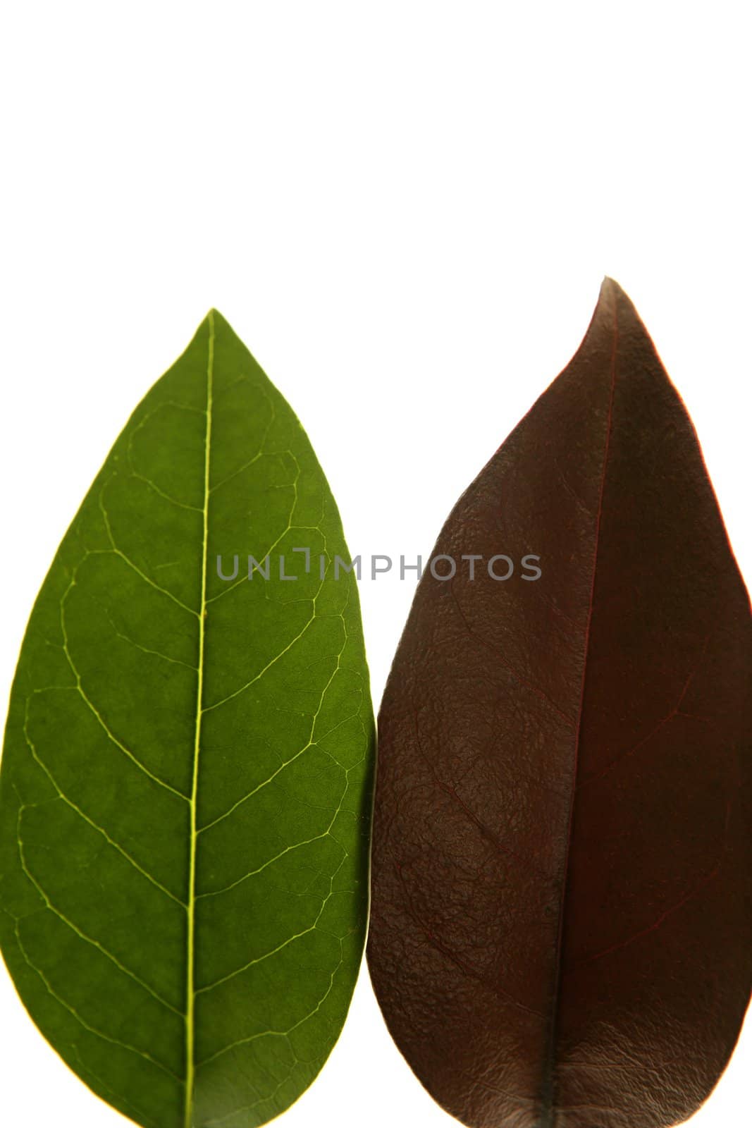 Green and brown leaves, comparing spring and autumn, white studio background