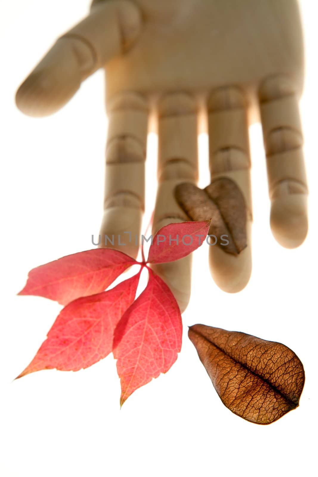 Mannequin wooden hand holding autumn leaves