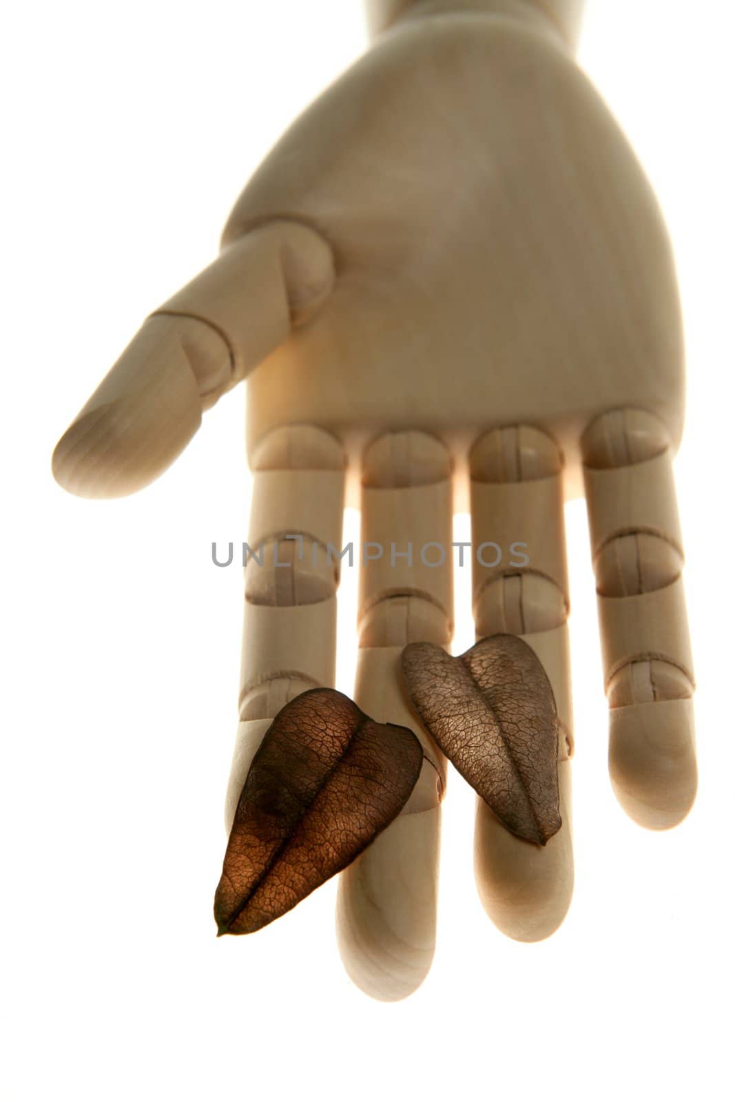 Mannequin wooden hand holding autumn brown leaves