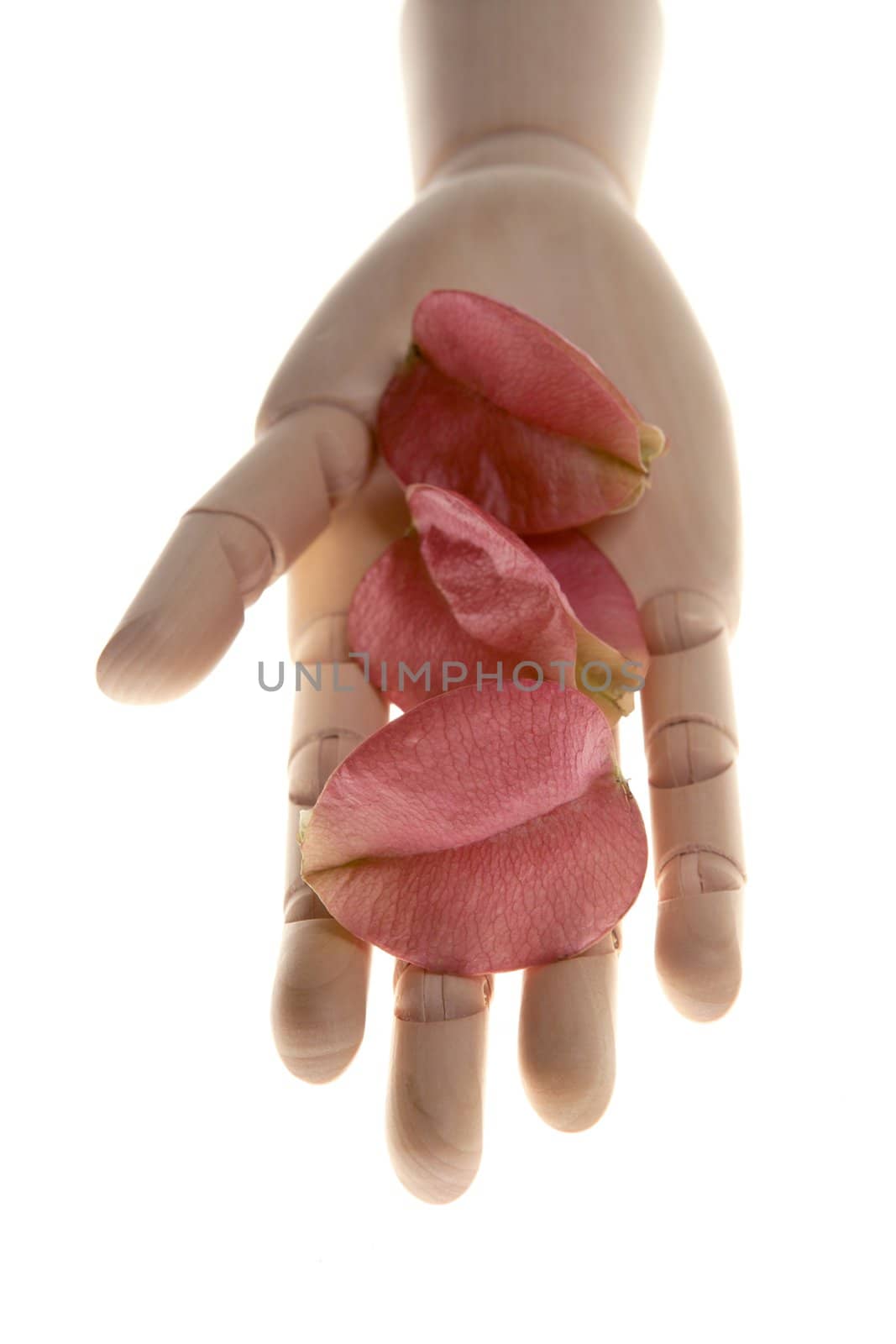 Mannequin wooden hand holding autumn pink leaves