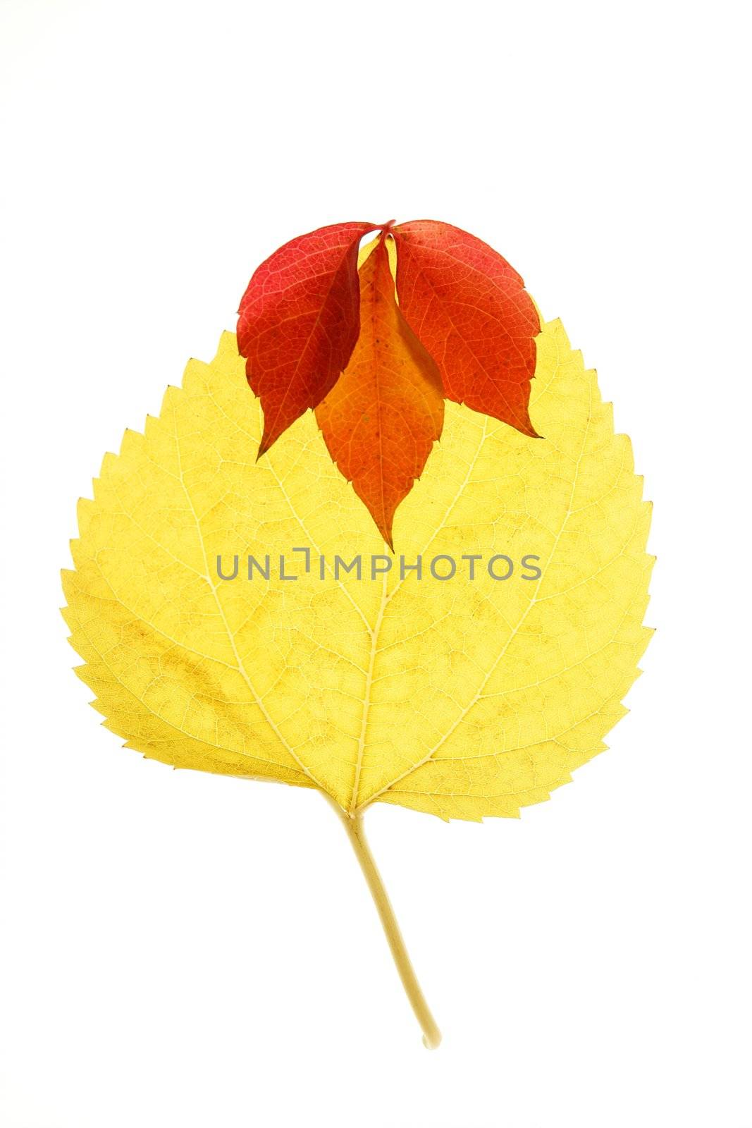 Autumn, fall leaves decorative still at studio white background, using the transparency