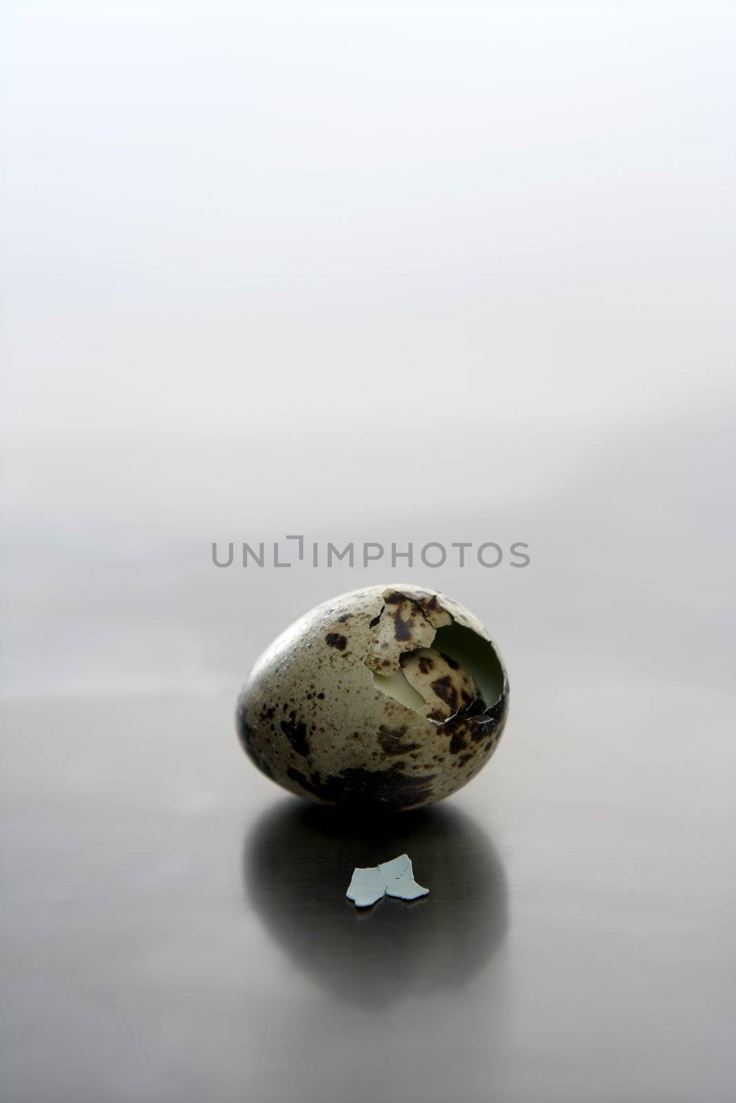 Broken quail egg, new baby bird will born. Studio still over stainless steel