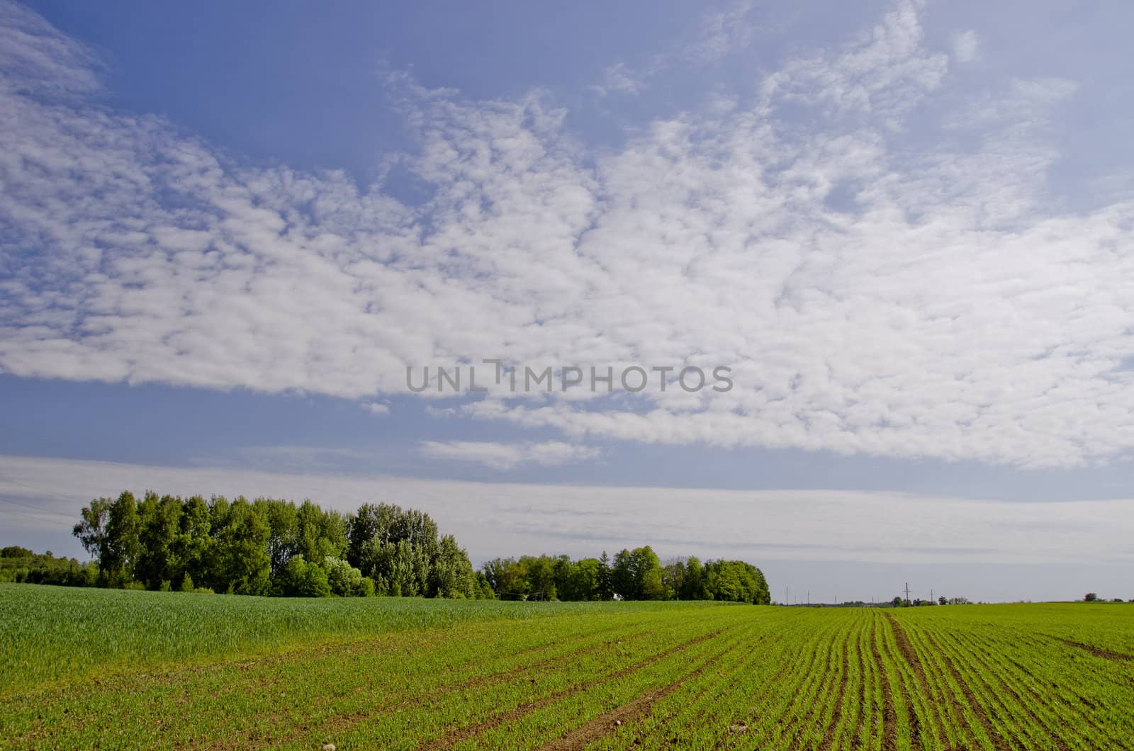 Agricultural green field with winter crops. by sauletas