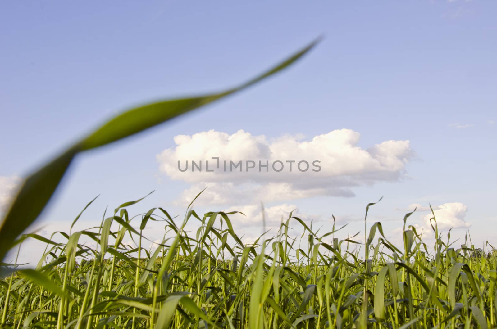 Agricultural green field full of growing winter crops. Natural background.