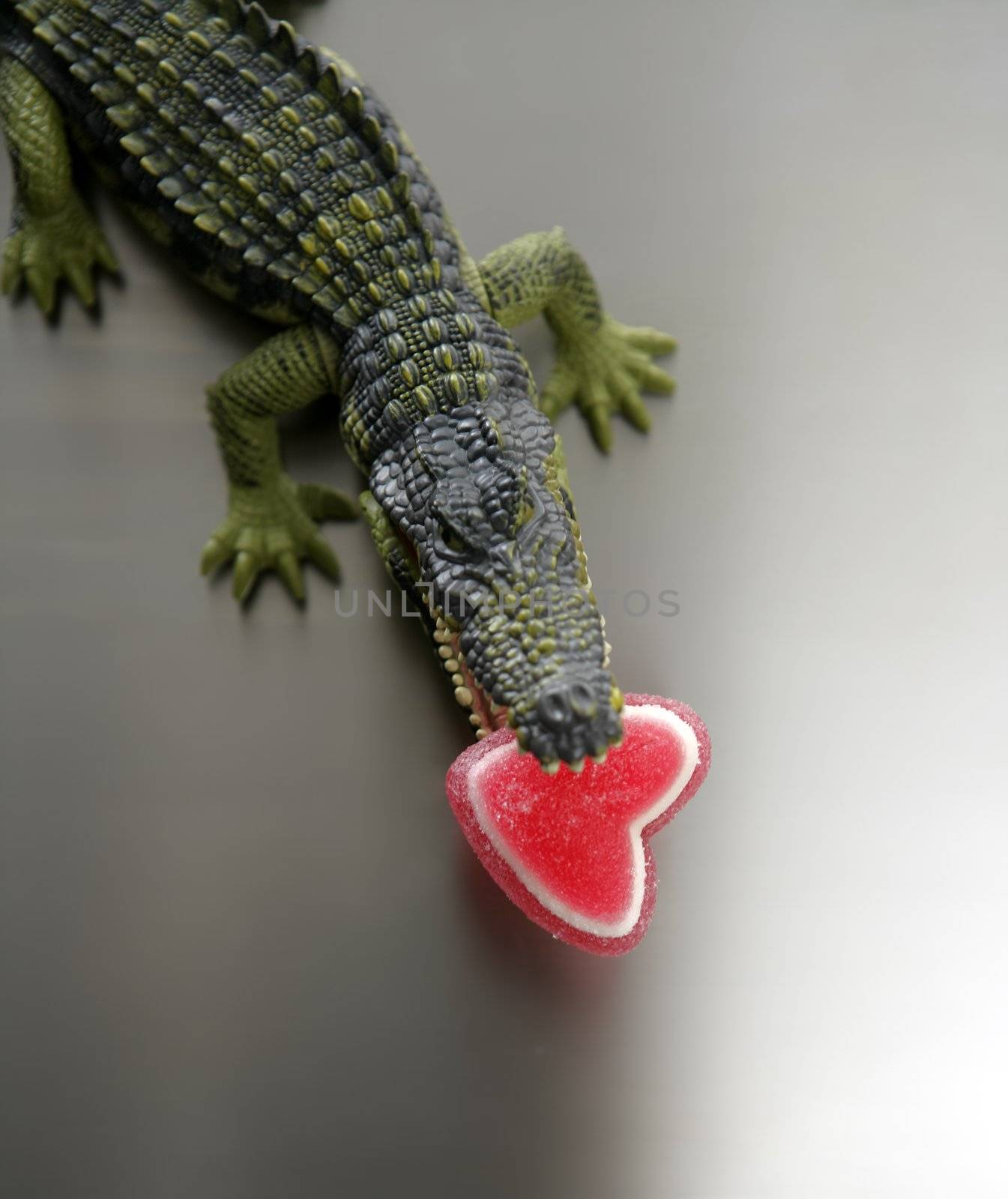 Toy plastic cocodrile, aligator with candy Valentine red heart in its sharped theet jaws metaphor