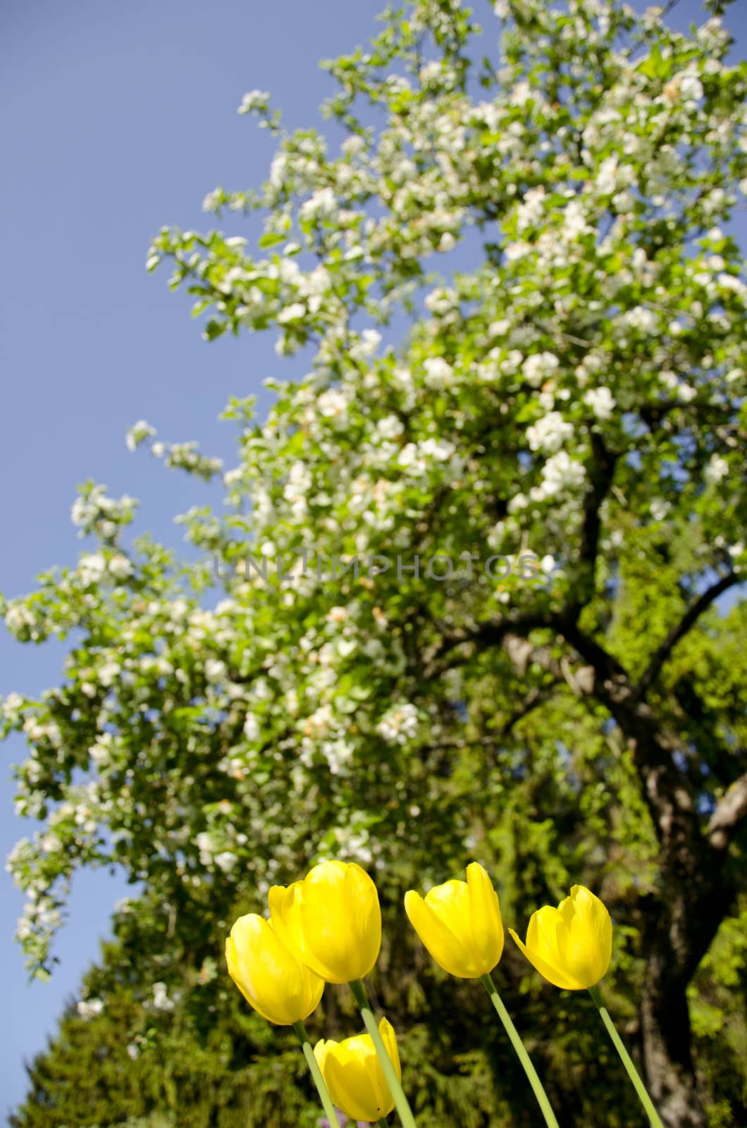 Yellow tulips in background of blooming tree. by sauletas