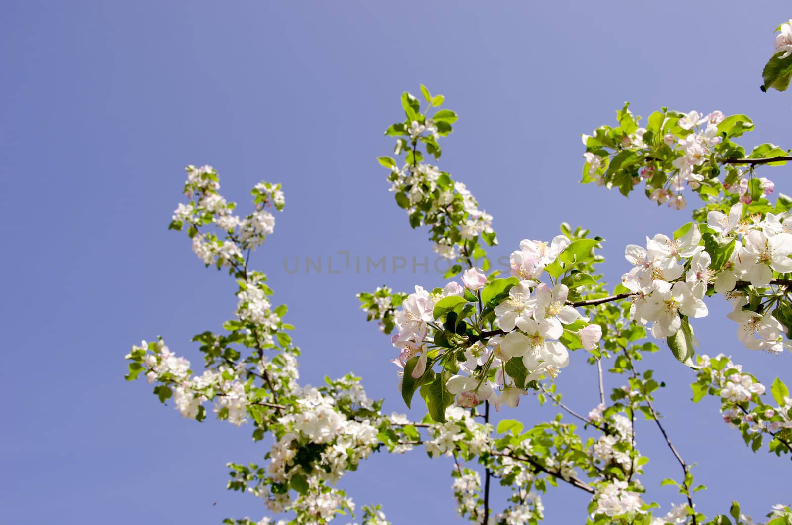 Branches of apple tree with many white blooms on it. Fantastic natural early spring view.