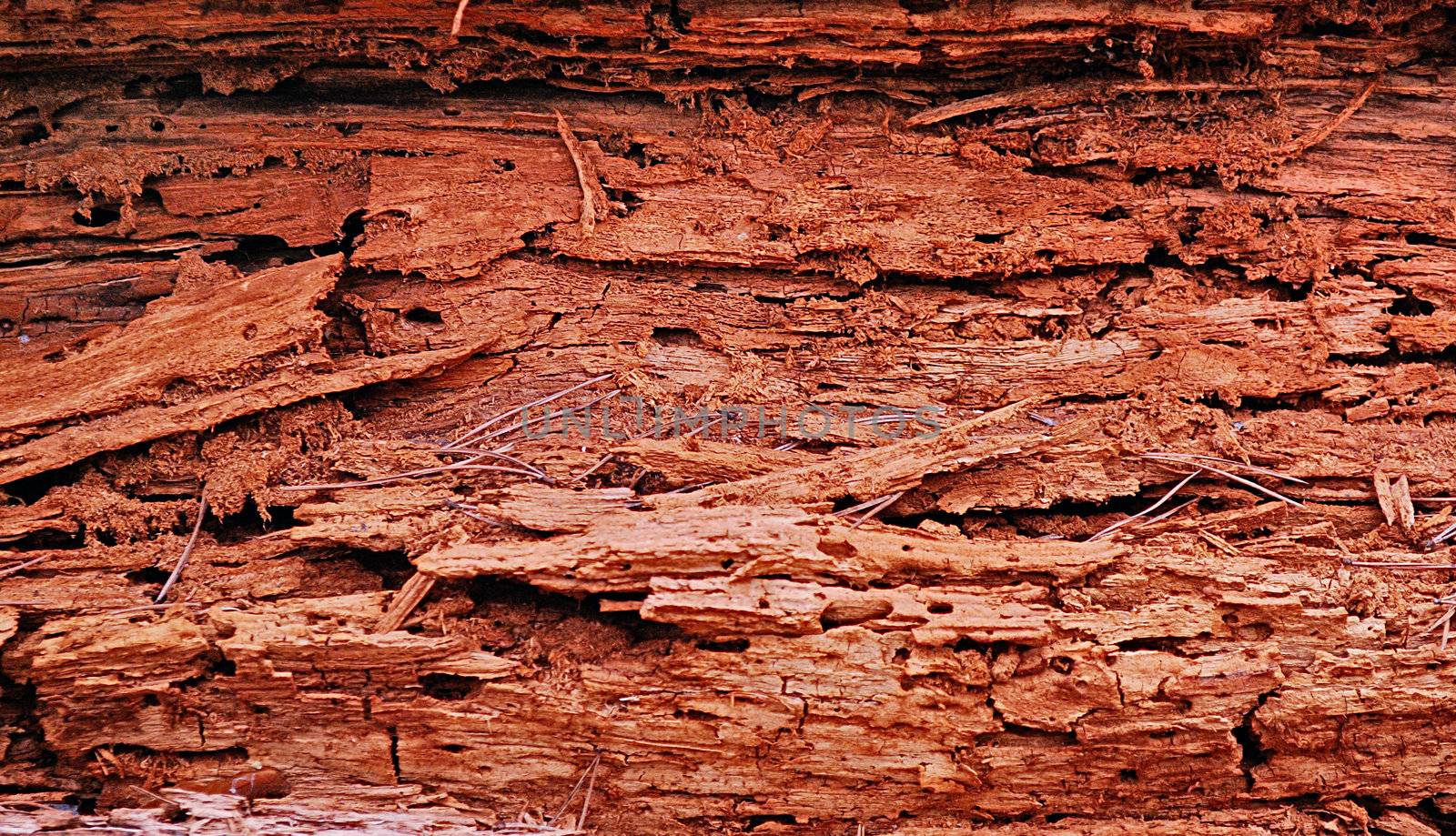 texture of the old spoiled wood damaged by woodworm