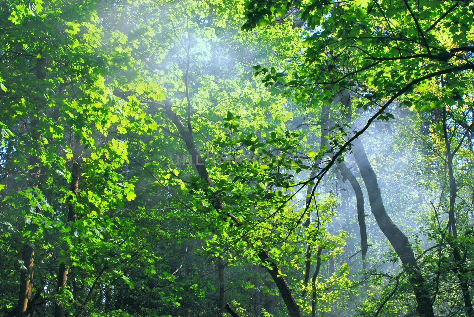 Green vegetative background , forest and sunbeams