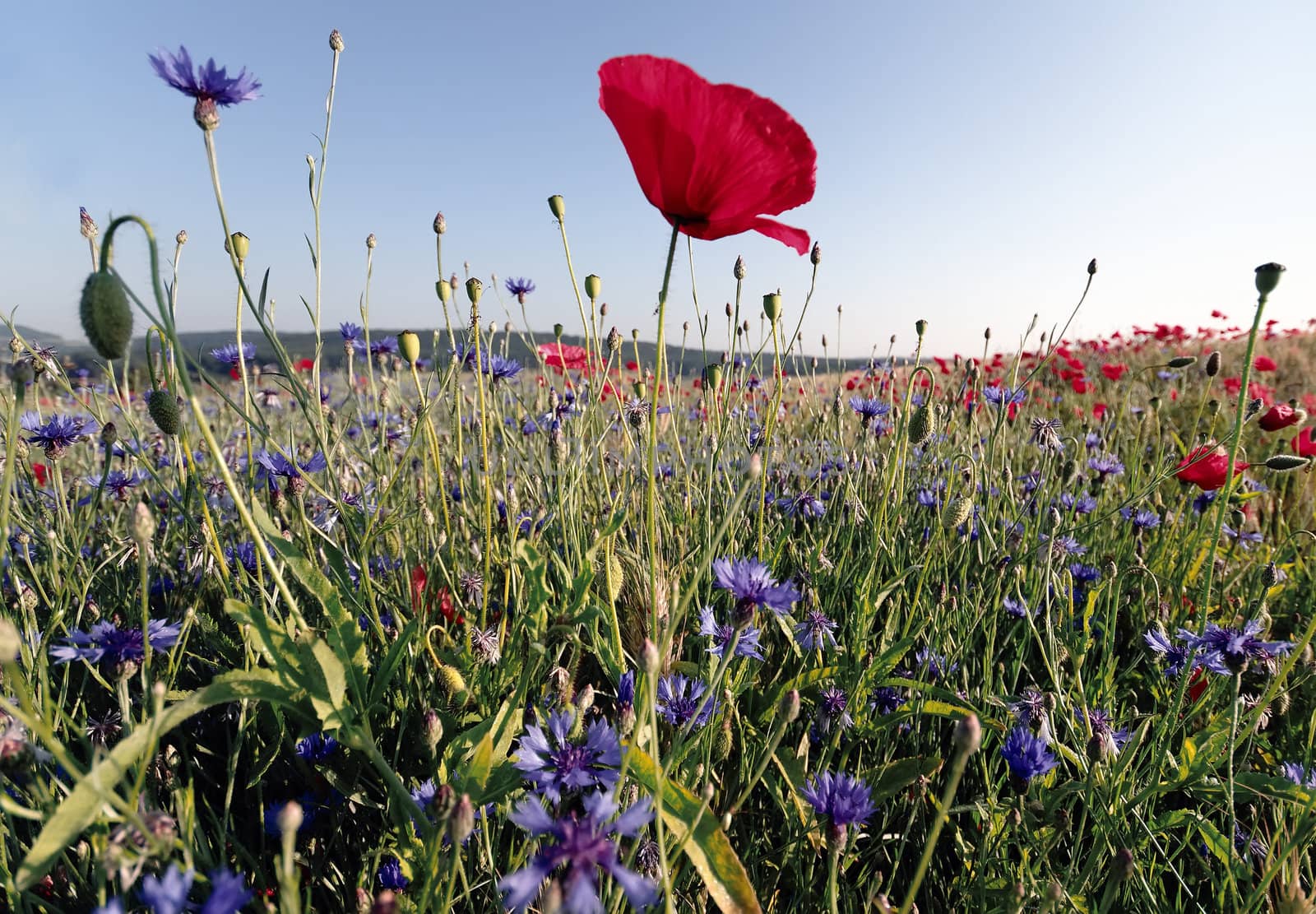 wildflowers in a meadow