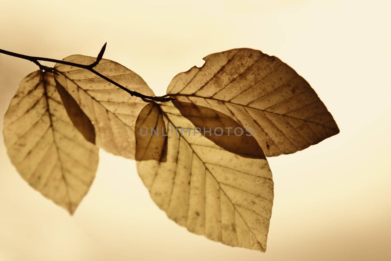 leaves with fall colors