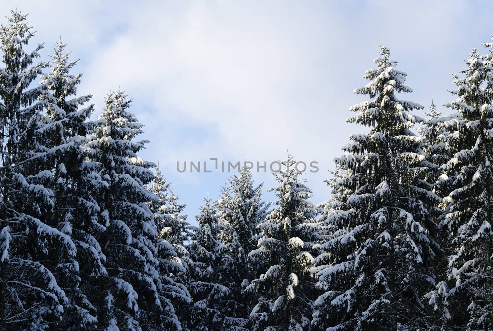 fir forest in the snow