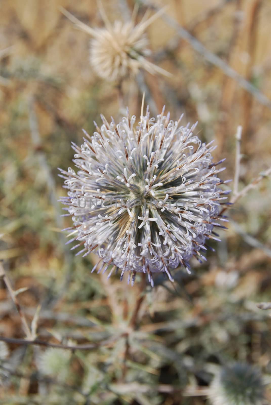 Spring in desert : blossoming prickle close up