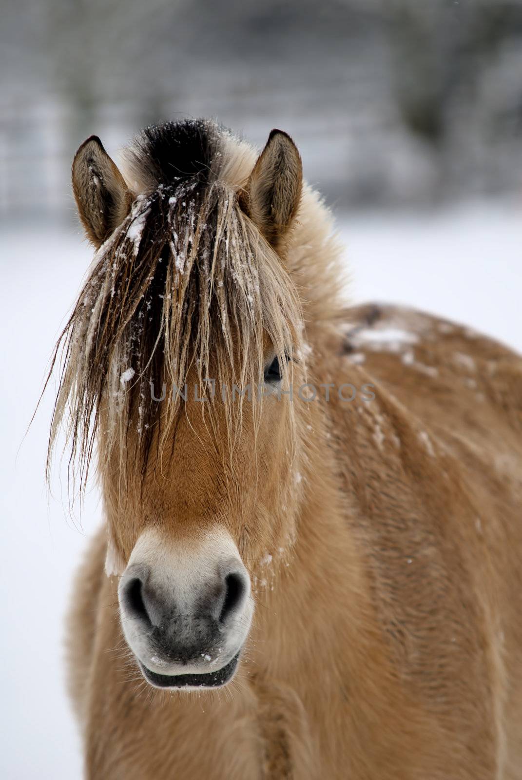 a horse portrait in winter