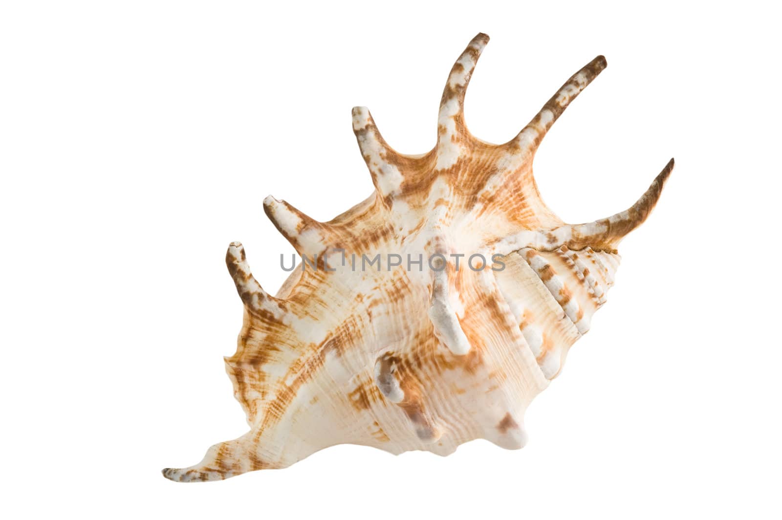 Marine shell isolated on white background, clipping path.
