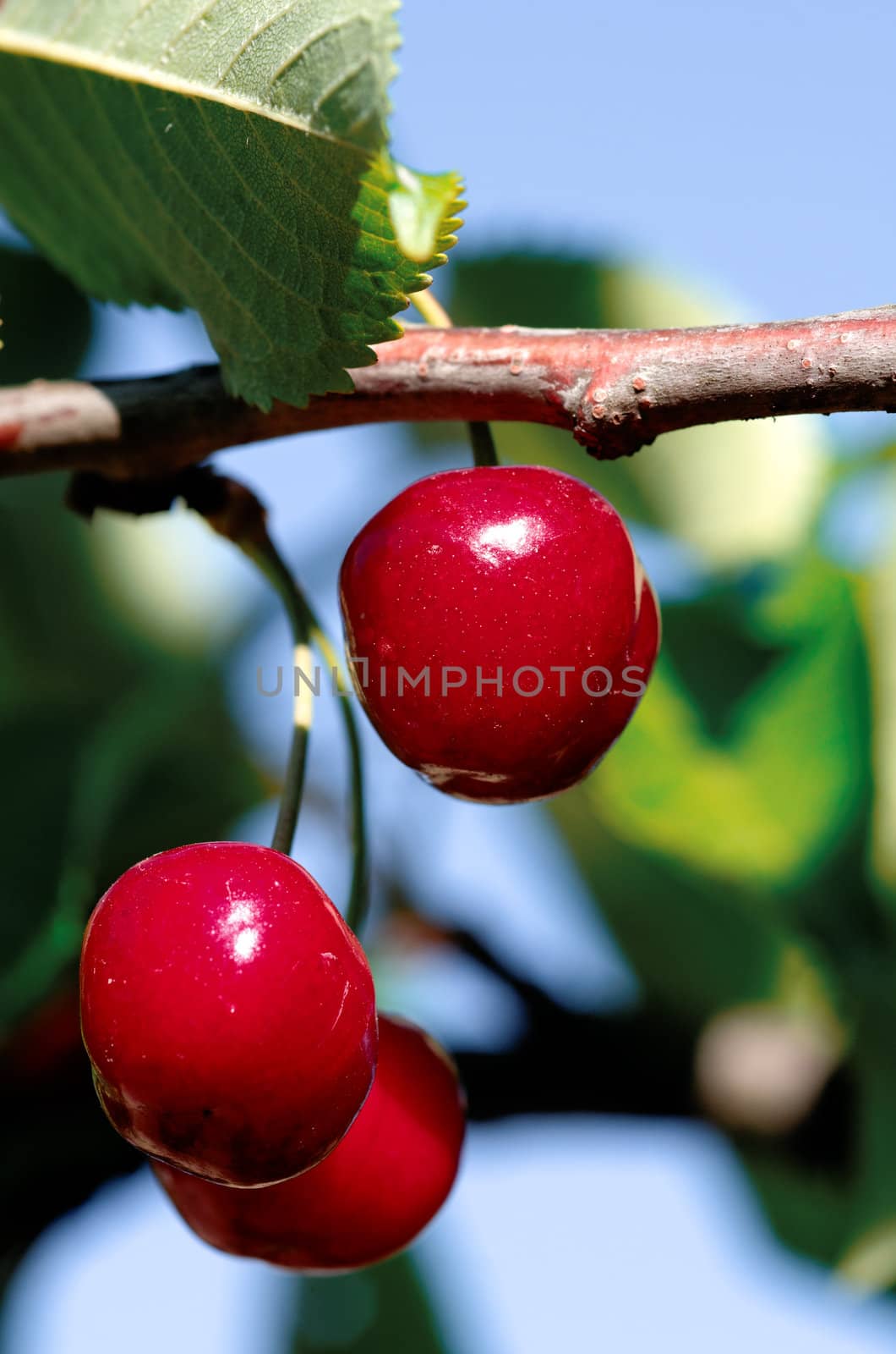 cherry by gufoto