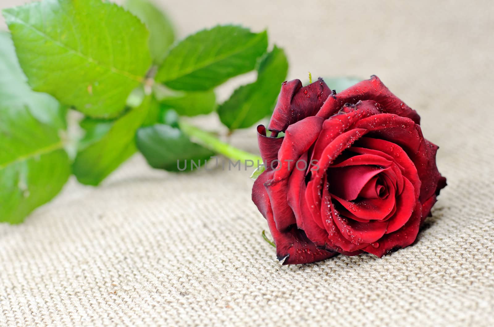 a red rose on a burlap