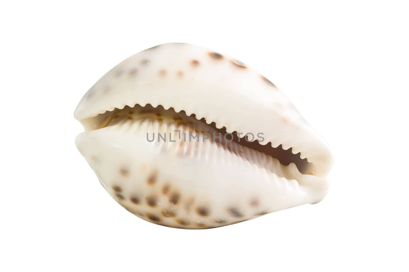 Sea shell isolated white background, clipping path available.