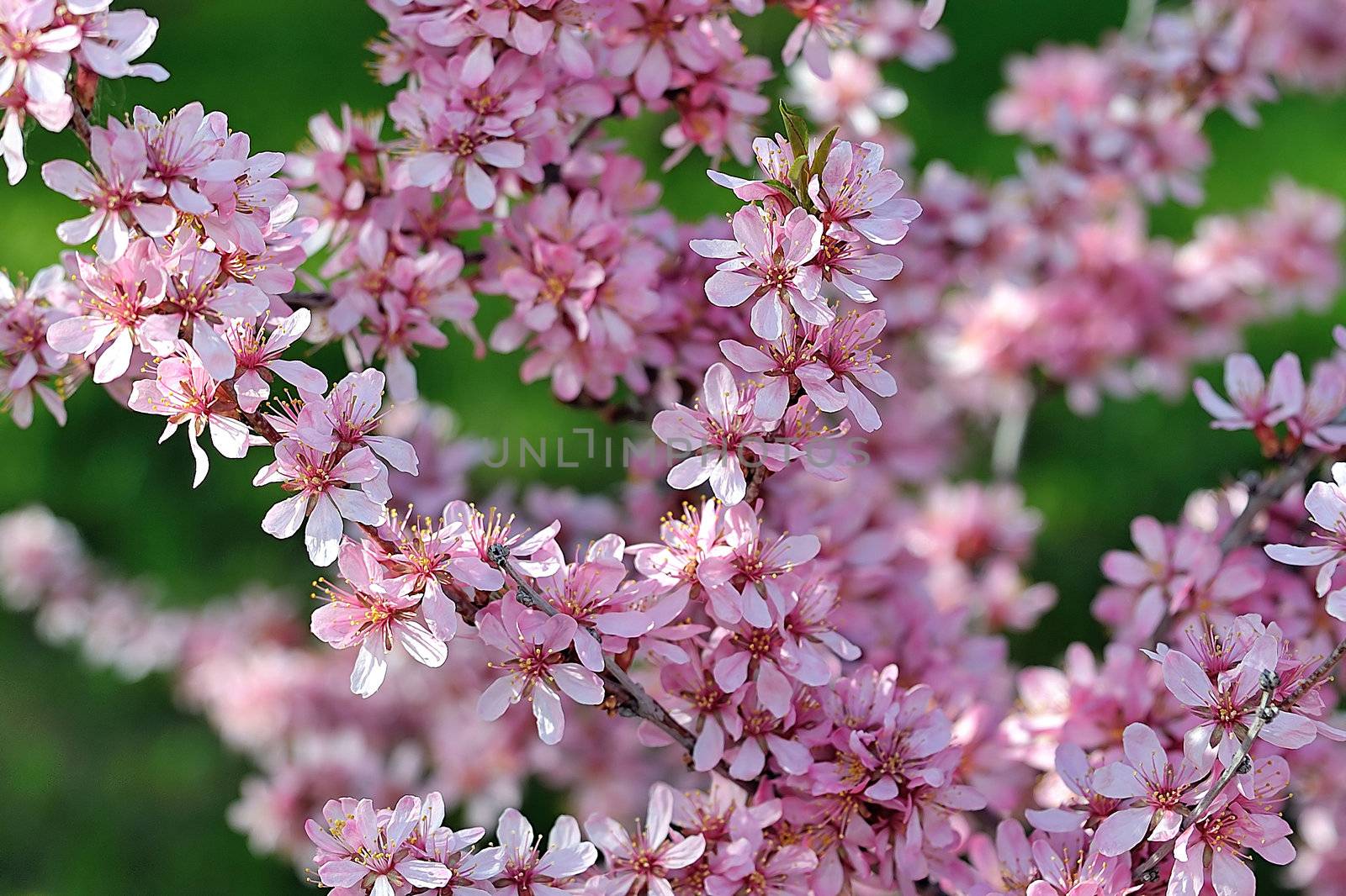 pink flowers of the apricot tree on the branches