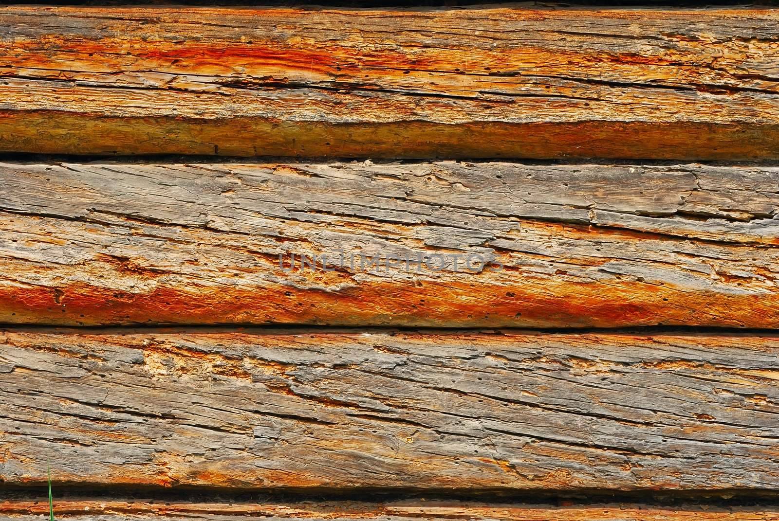 texture of the old spoiled wood damaged by woodworm