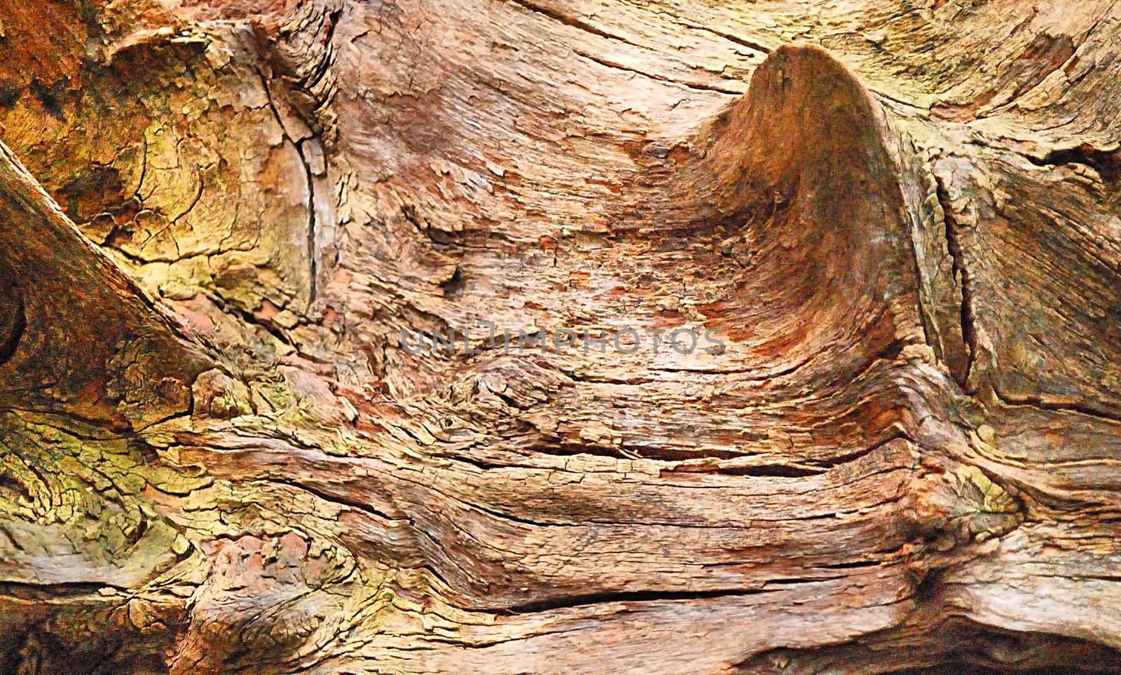 texture of the old spoiled wood damaged by woodworm