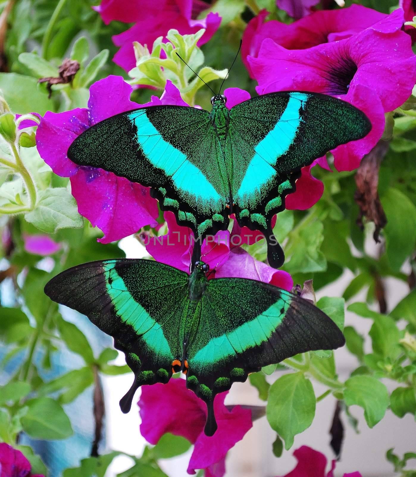 exotic tropical butterfly by Sergieiev