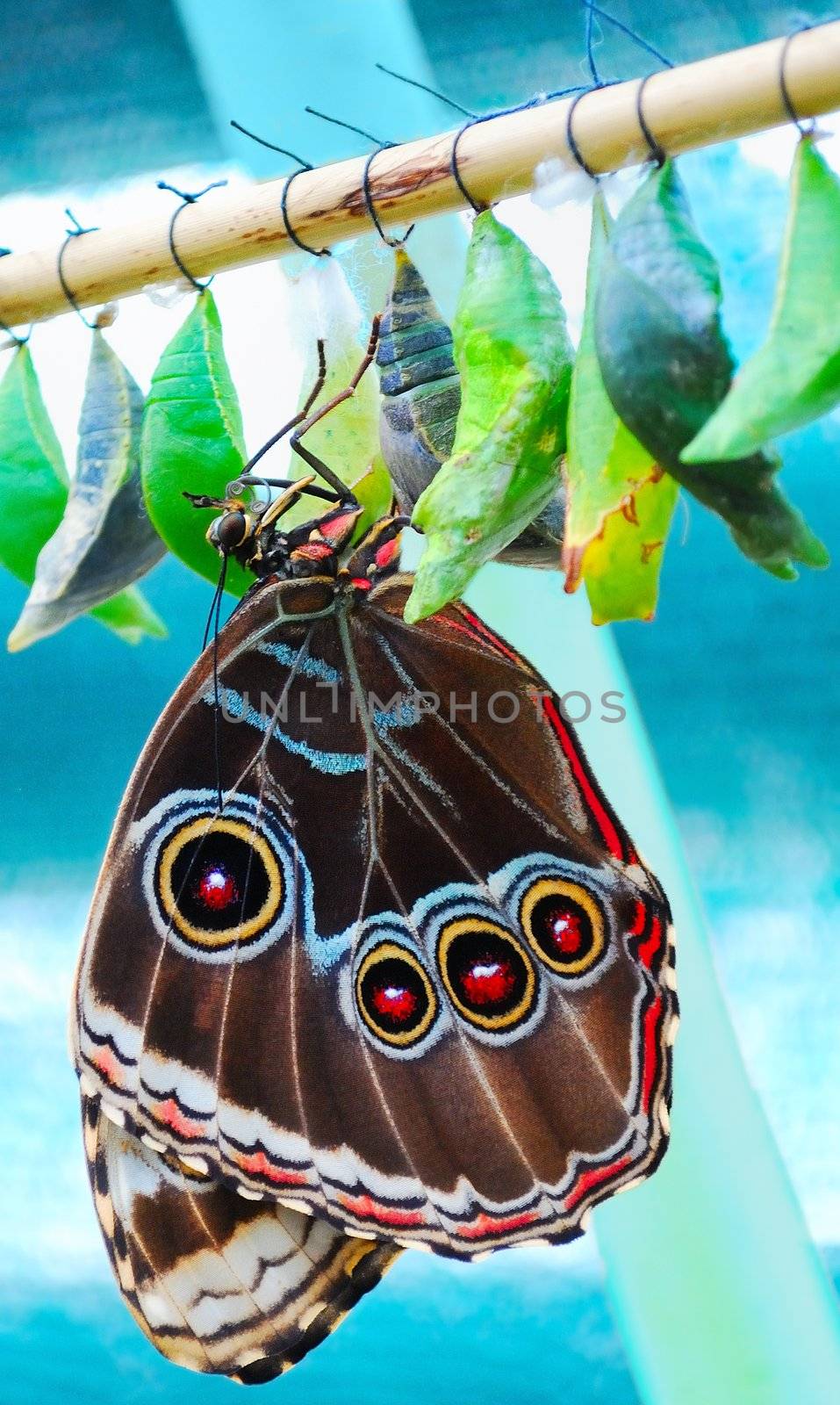 exotic tropical butterfly by Sergieiev