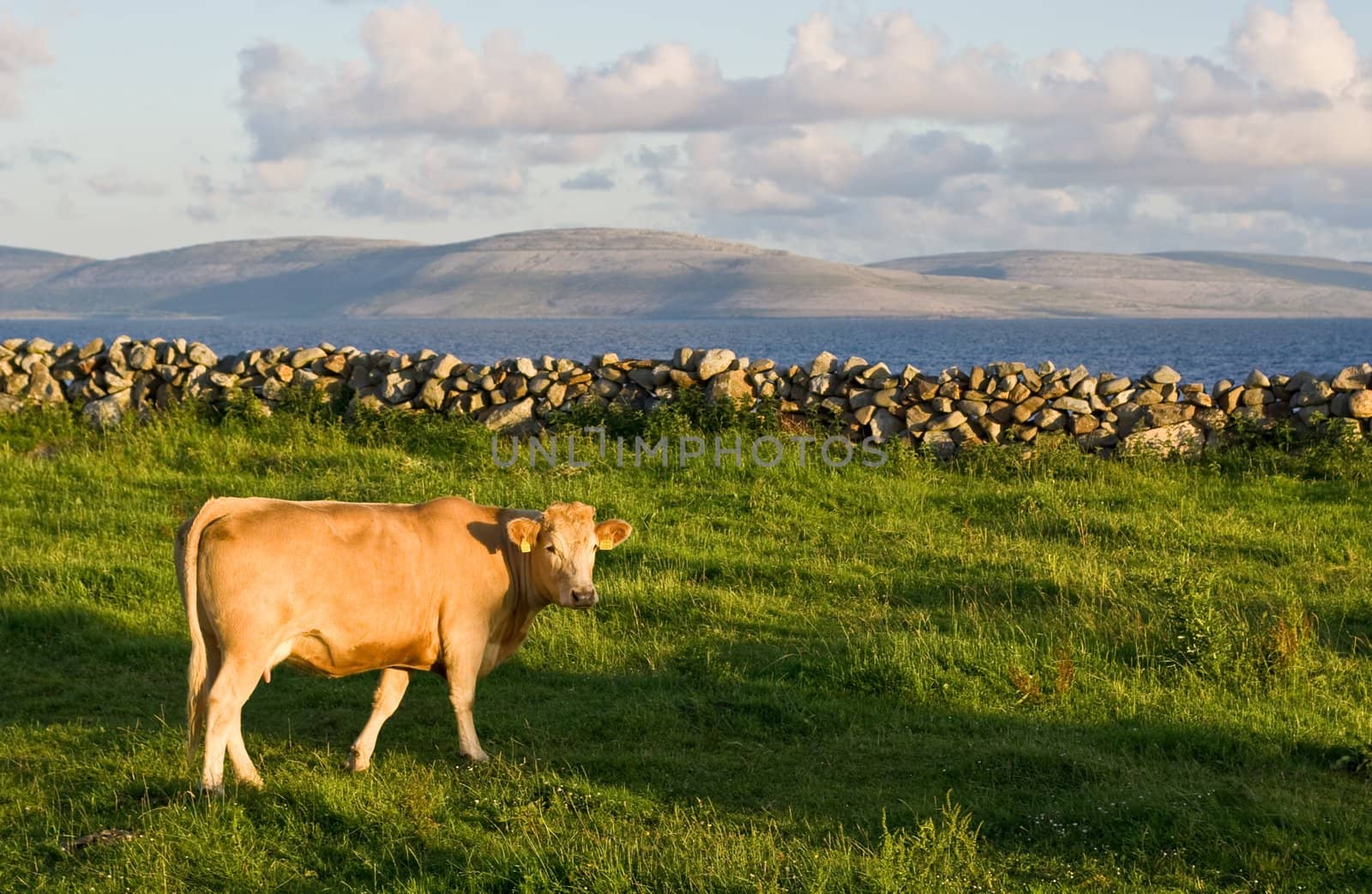 A cow in sharp focus in the foreground on green grass. A soft background consists of Galway Bay and The Burren in Ireland.