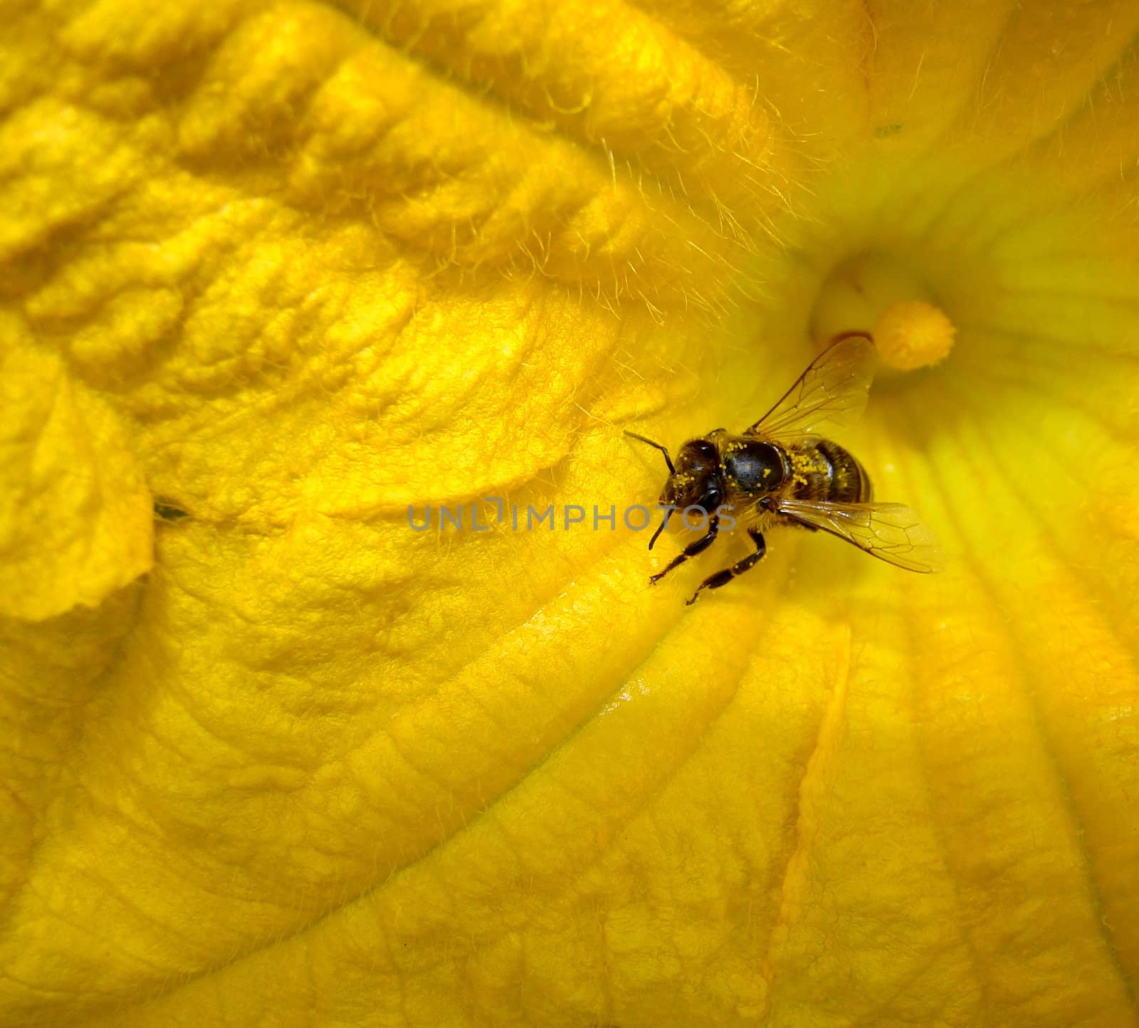 yellow flower with wasp inside