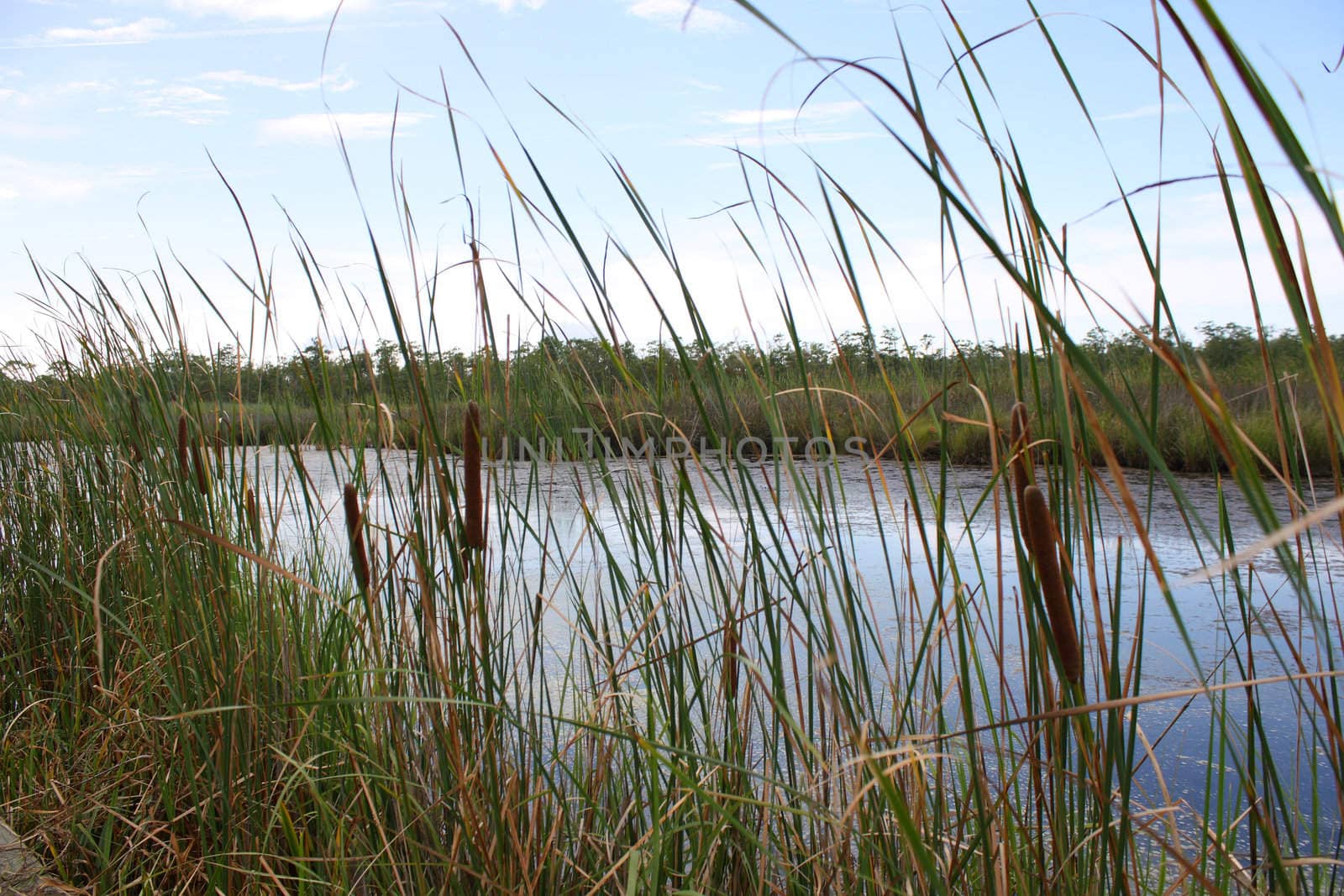 view of cattails in marsh
