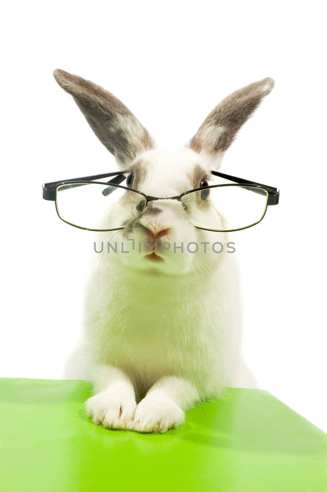 white rabbit wearing glasses- isolated on white