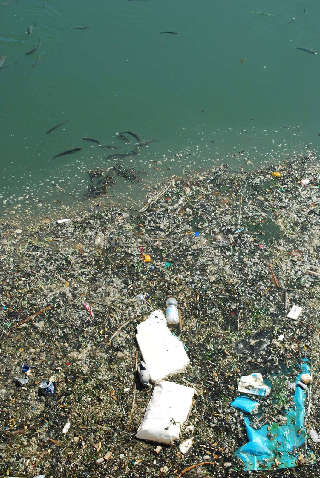 photo of a polluted river full of rubbish and some black fishes