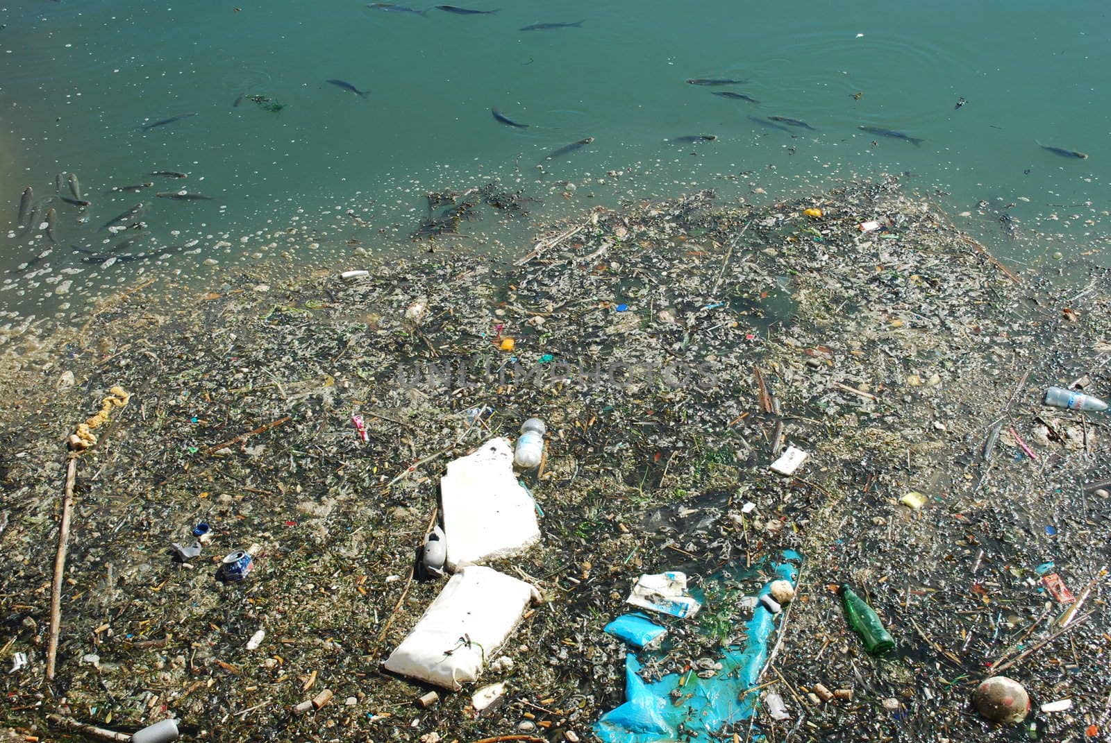 photo of a polluted river full of rubbish and some black fishes