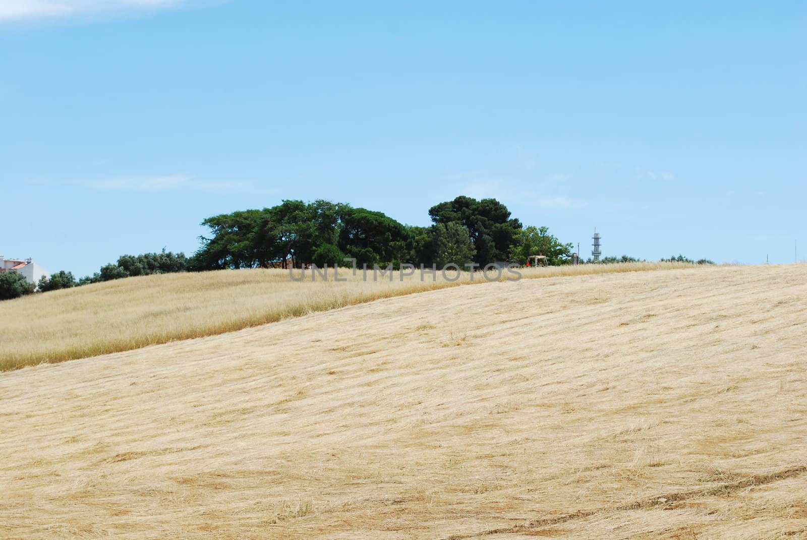 photo of a beautiful wheat field after harvest