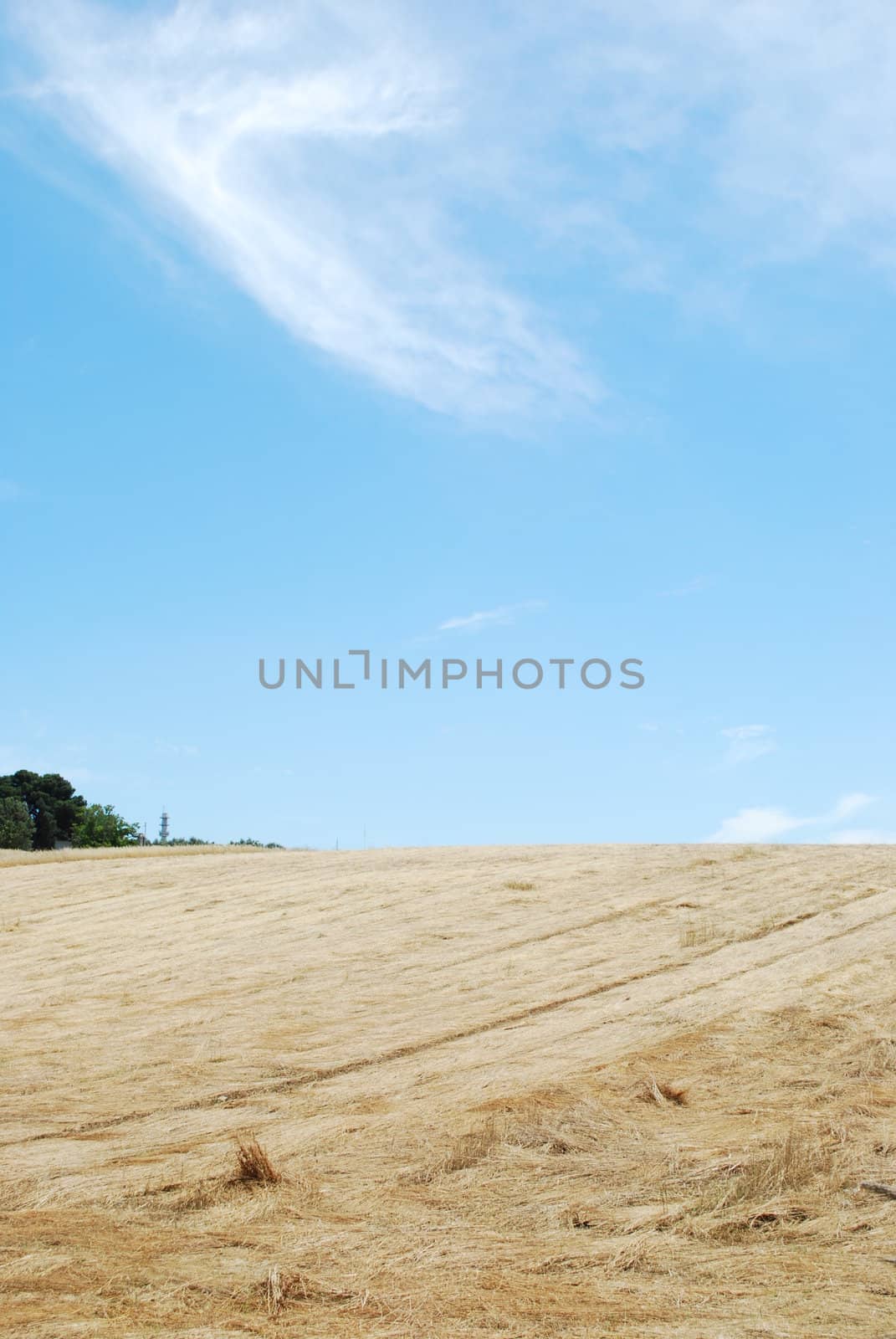 Wheat field after harvest by luissantos84