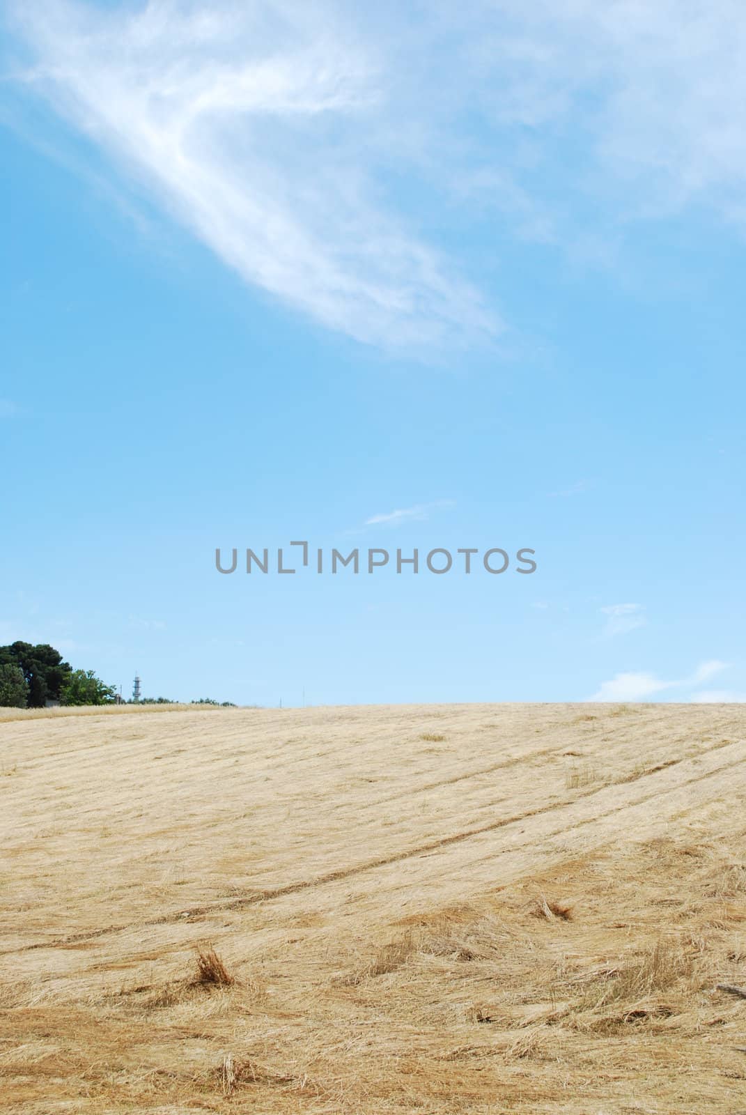 photo of a beautiful wheat field after harvest