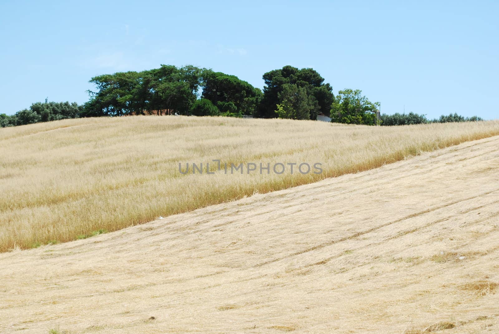 Wheat field after harvest by luissantos84