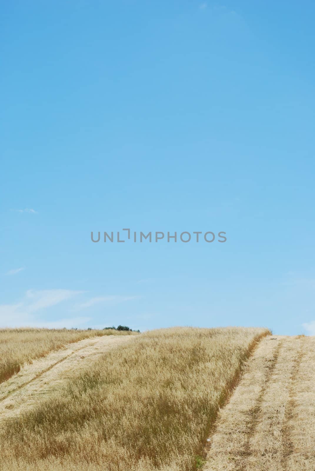 Wheat field during harvest by luissantos84