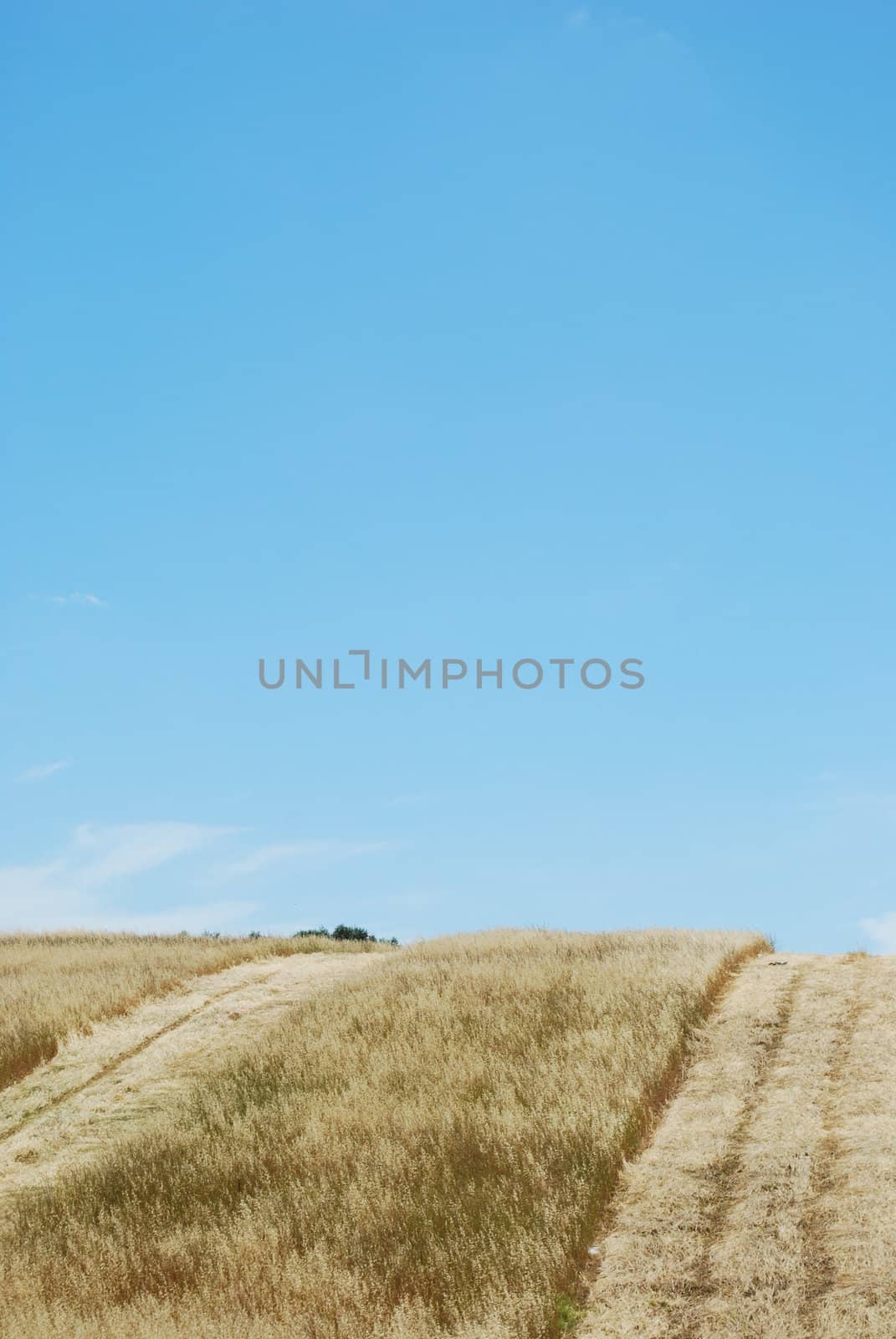 photo of a beautiful wheat field during harvest