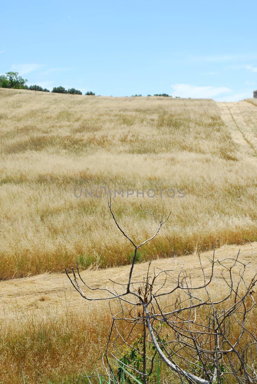 Wheat field during harvest by luissantos84