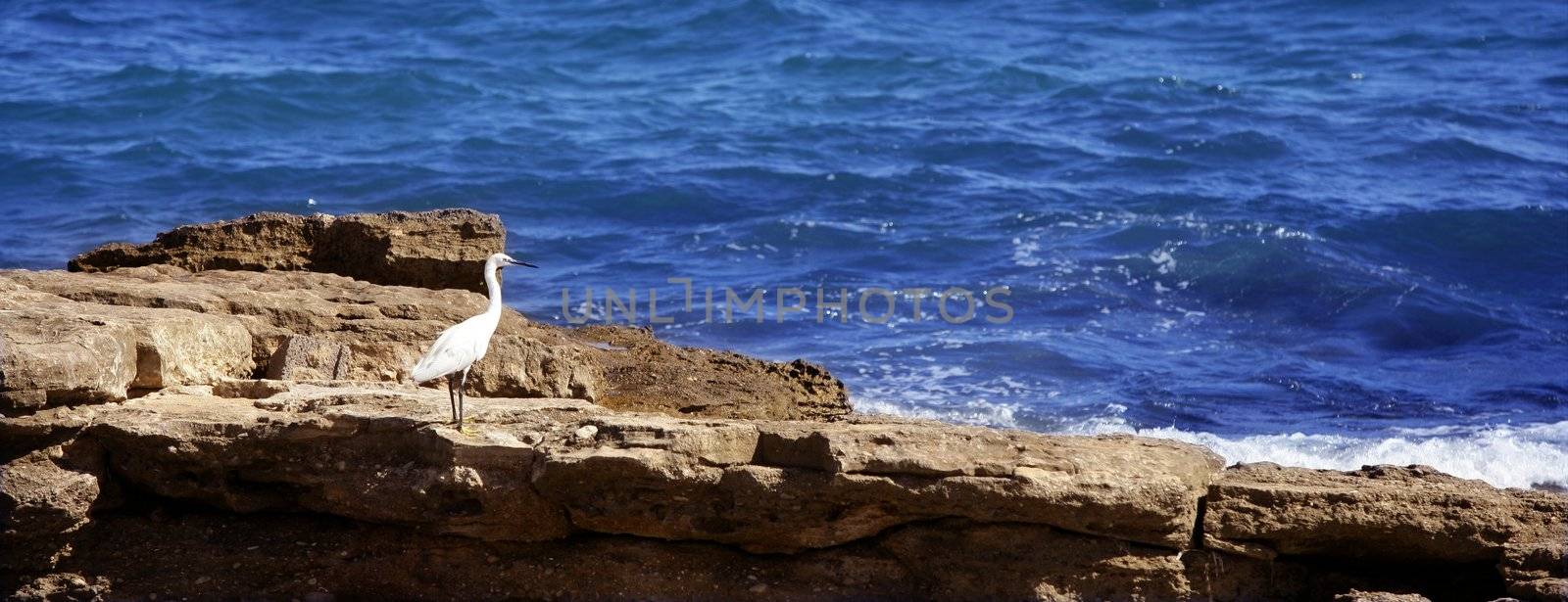 Sea white bird on a rocky blue mediterranean shore, egretta