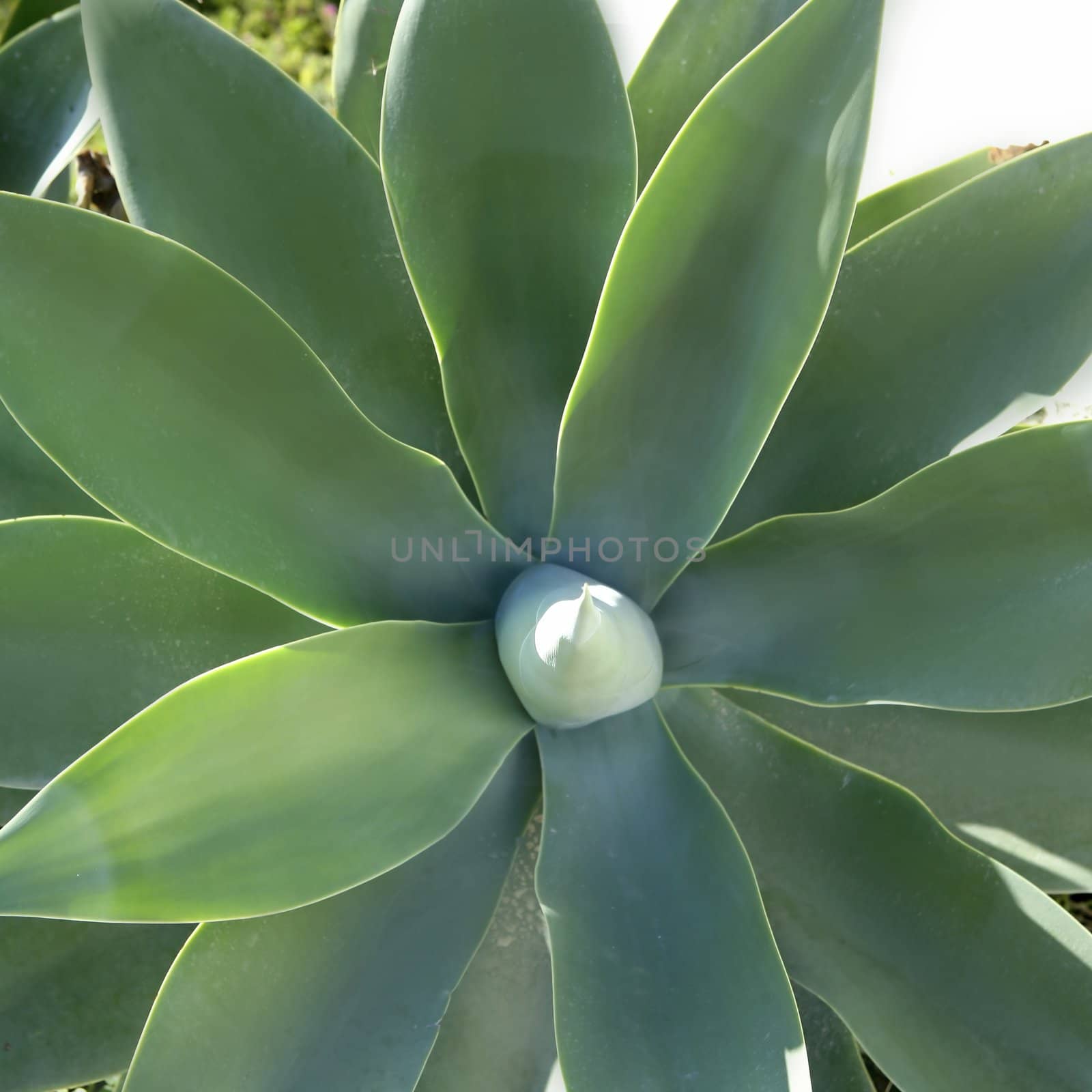 Pitera, Maguey, Agave, detail from Mediterranean green nature