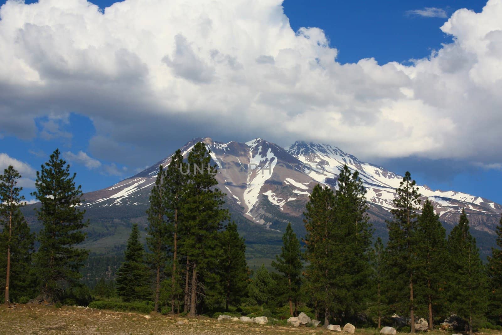 Green forest and cloude with Mt. Shasta in the background.