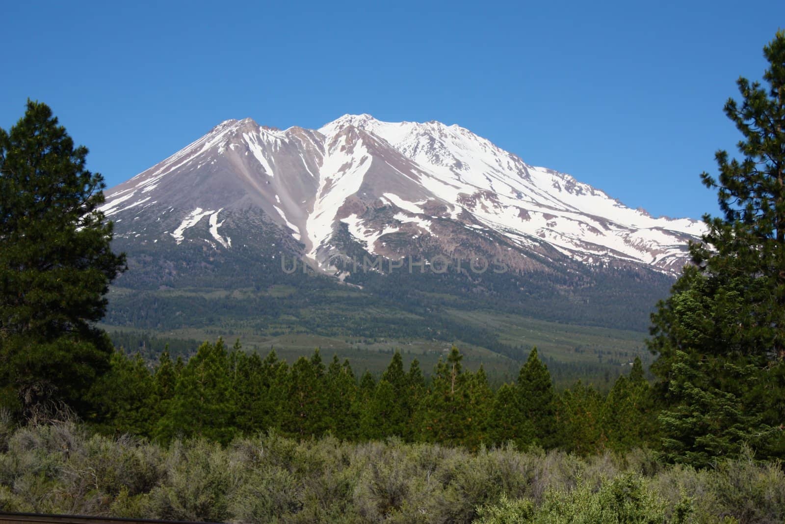 Green forest with Mt. Shasta in the background.