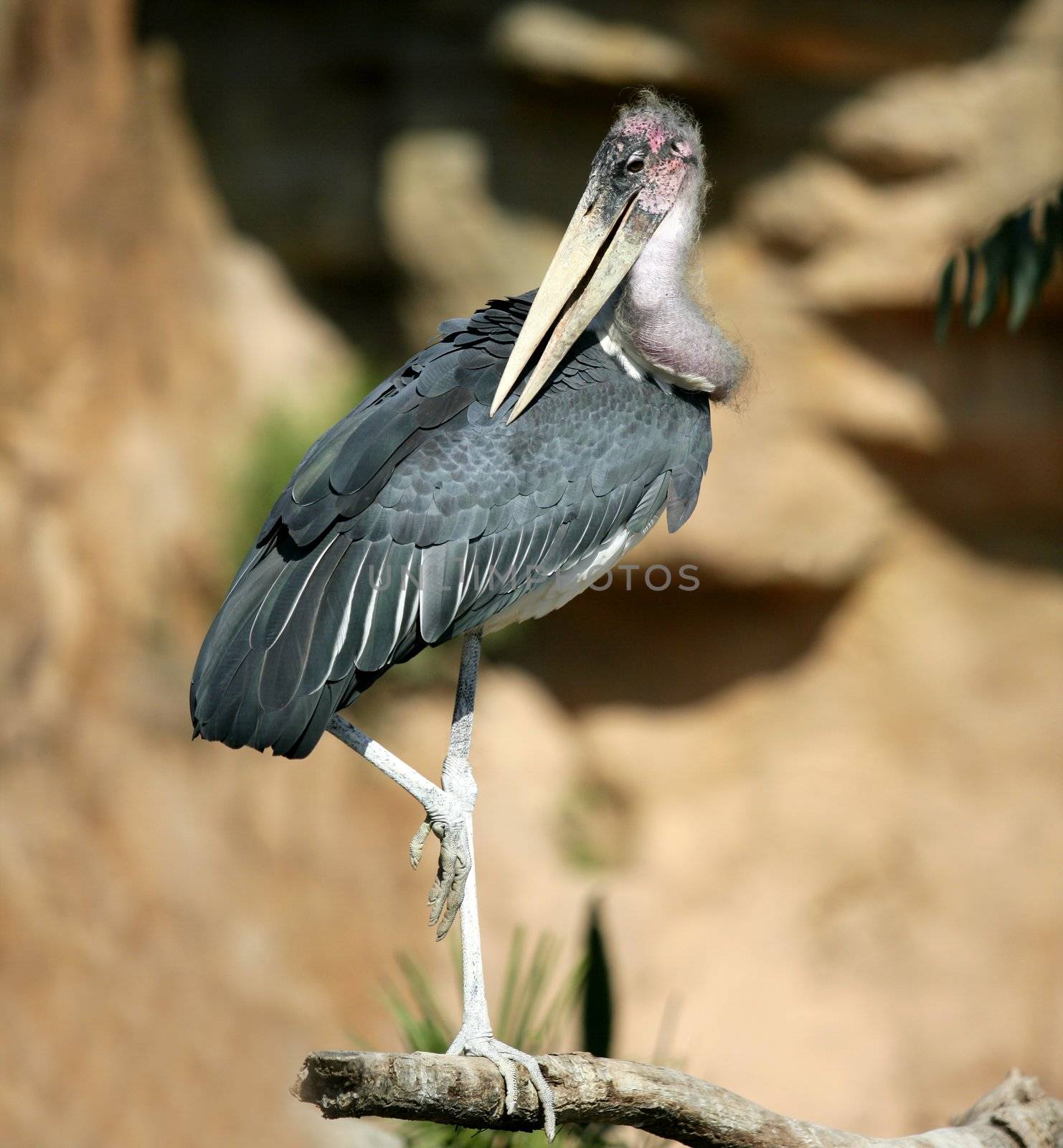 African Marabu, Leptoptilus crumenifer.