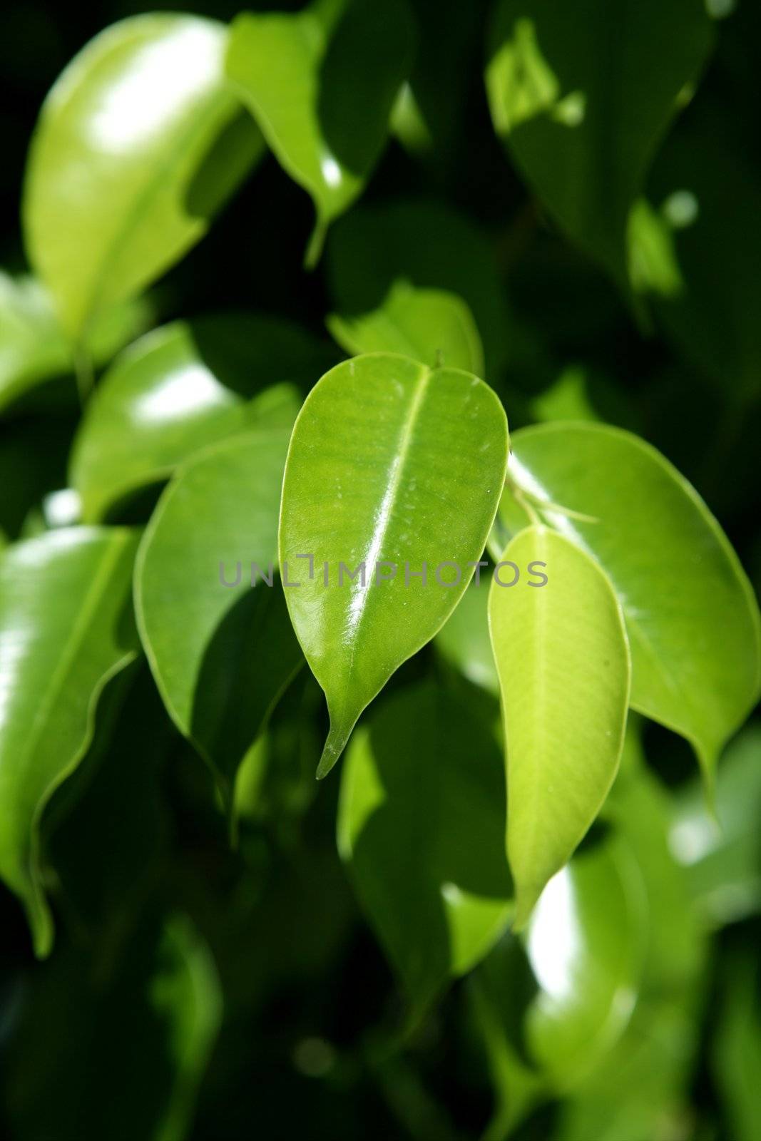 Green Leaves detail in sunny day outdoors